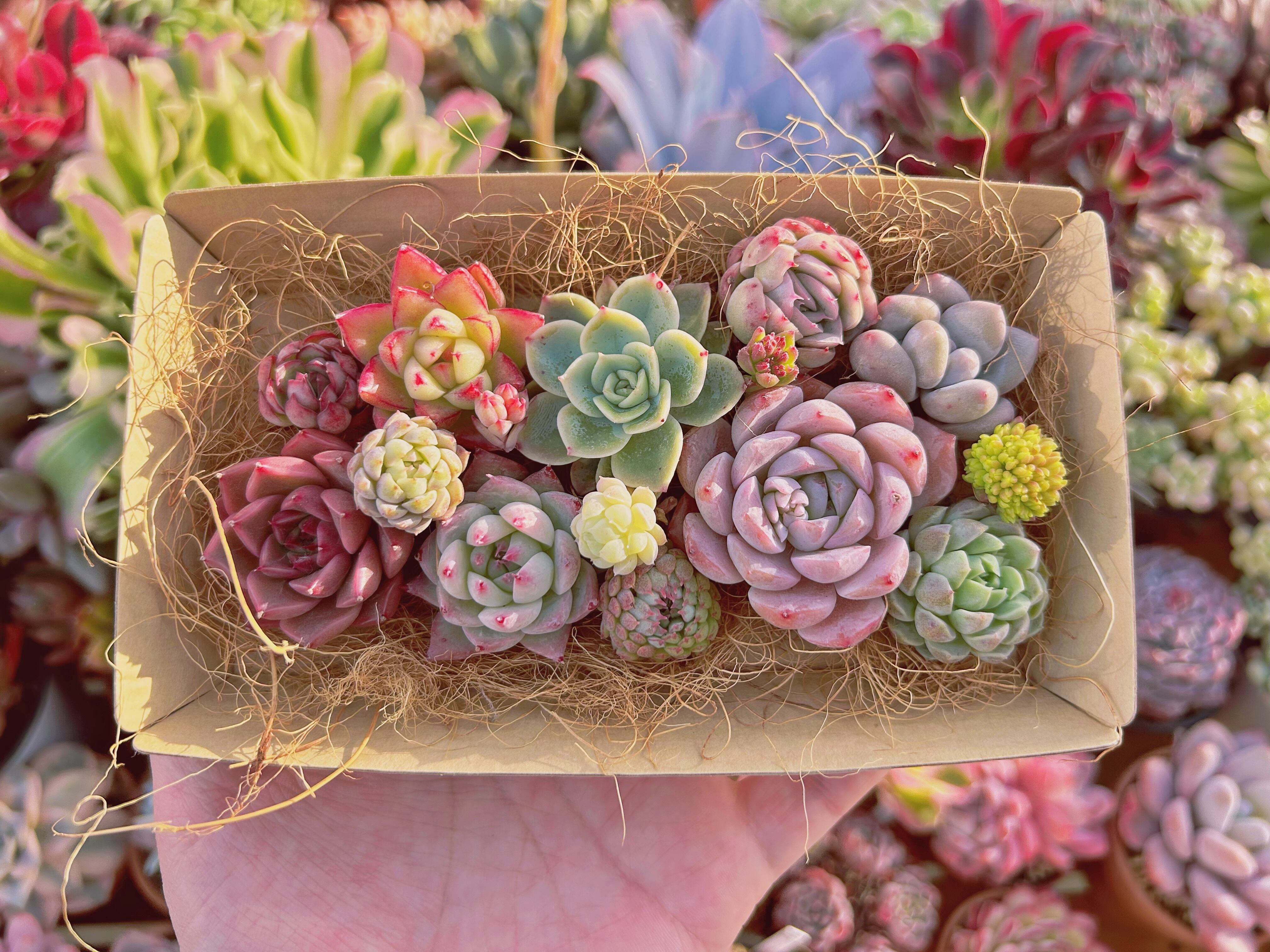 #533現物　多肉お弁当　トレーのまま発送