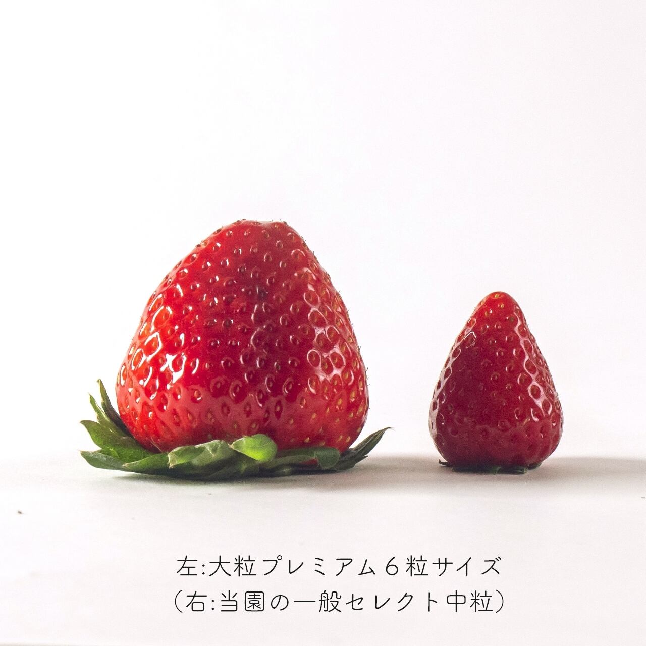 まゆみーん様限定。農家直送古都華　大粒2パック、20粒2パック 極み・贈答セレクト＞ 稀少苺、古都華の大粒プレミアム（6～9粒