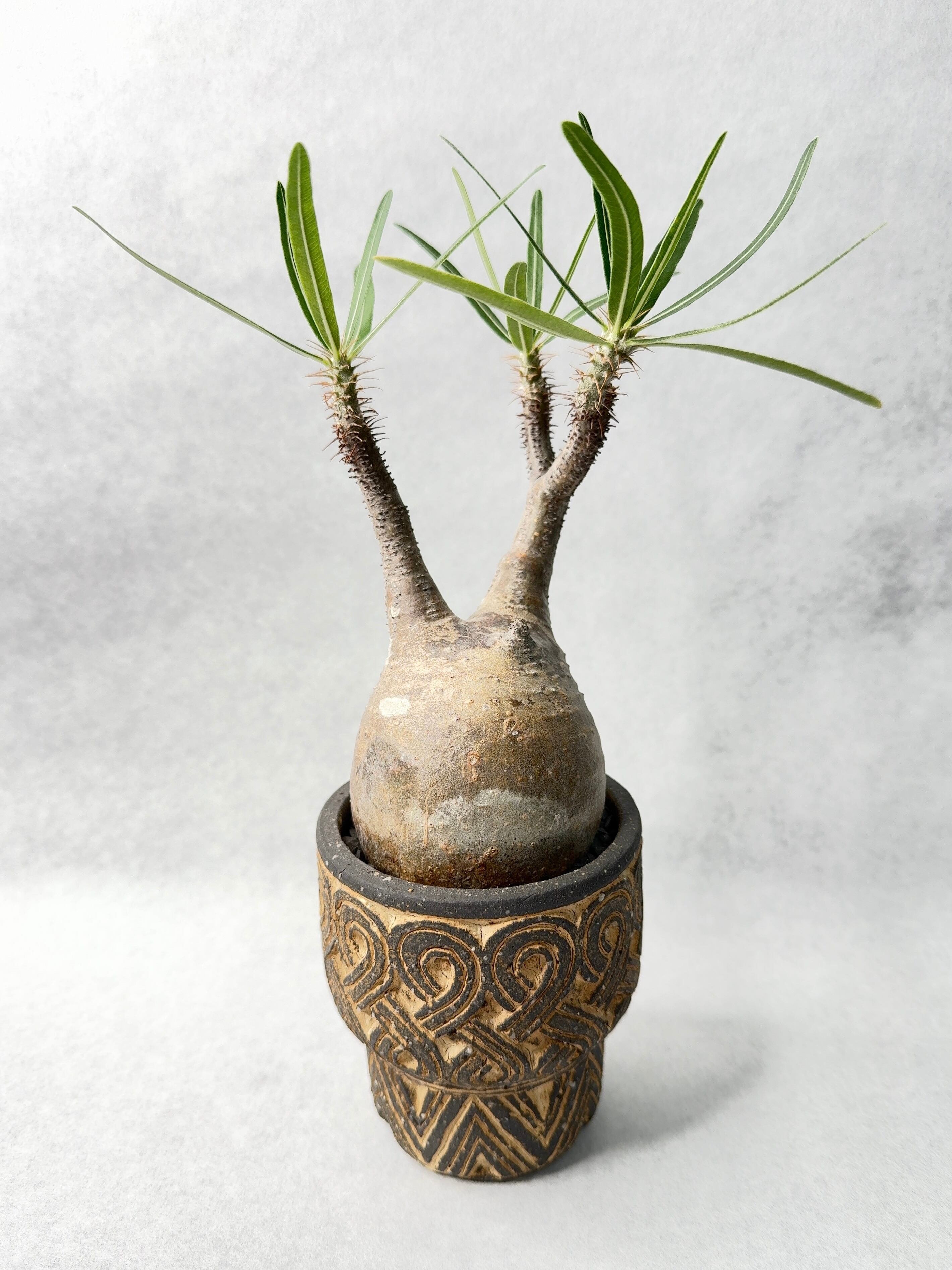 パキポディウム・グラキリス