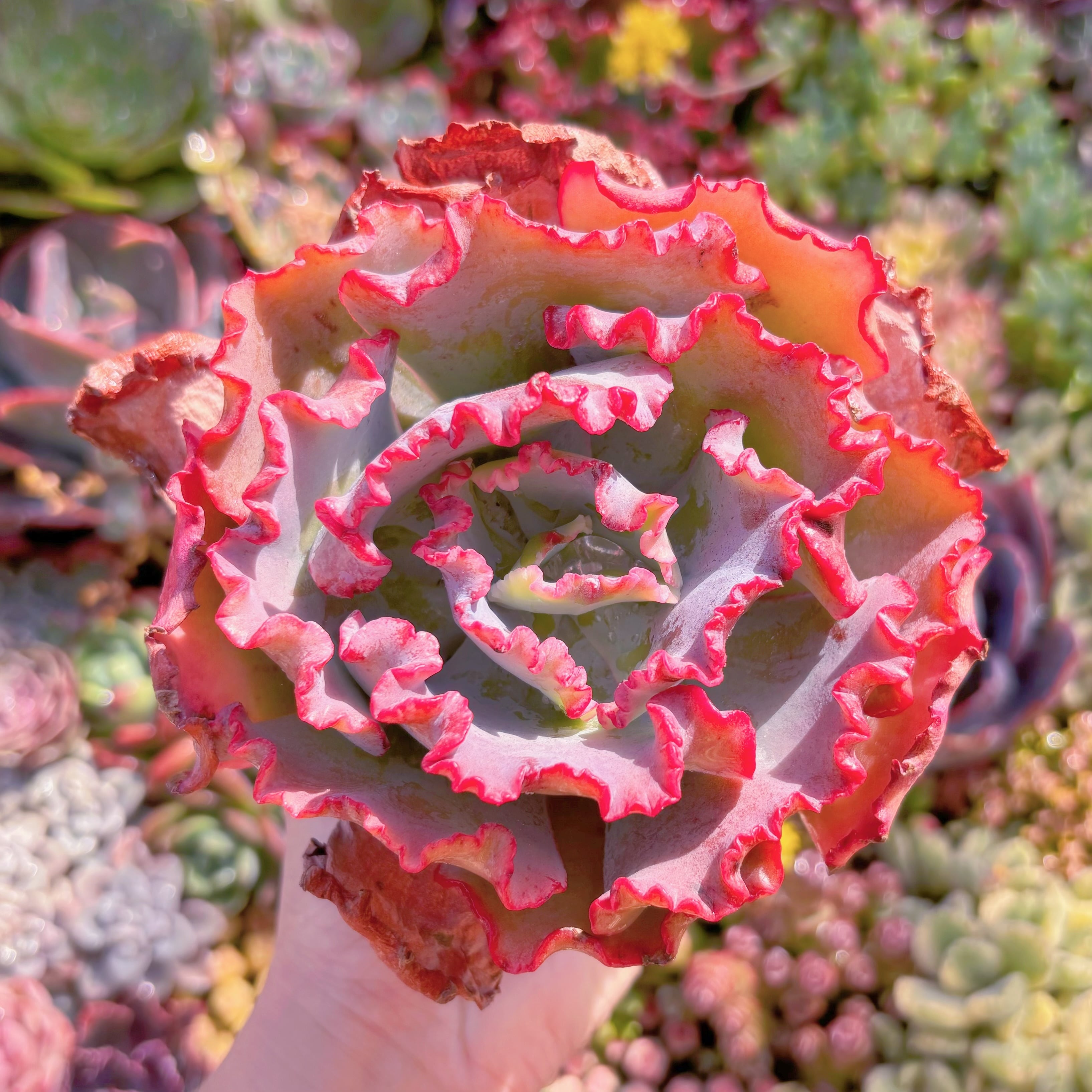 現品　女王の花笠#568　特大苗　るる農園