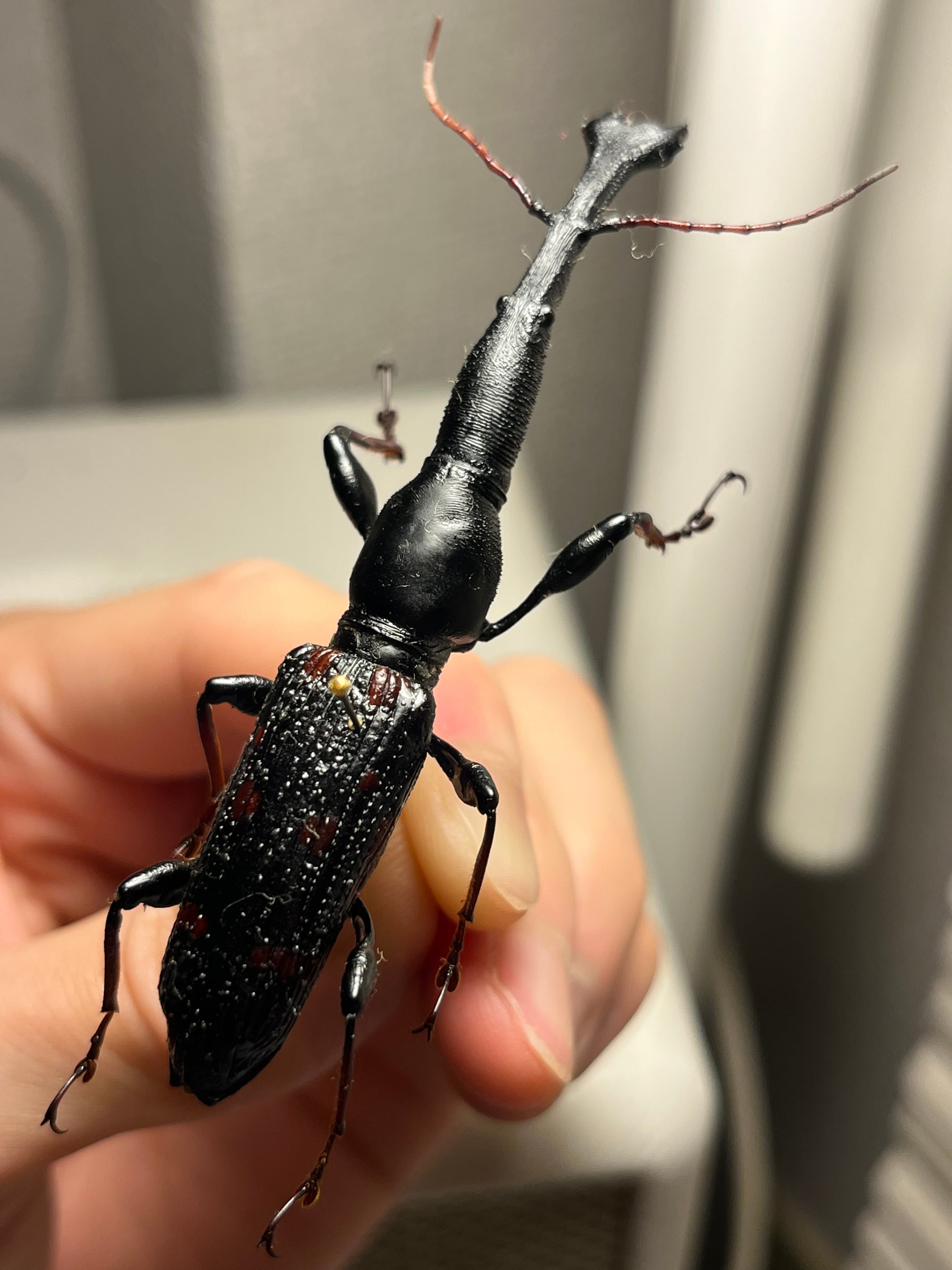 巨大】オウサマミツギリゾウムシ 標本 ゴミムシダマシ テントウムシ
