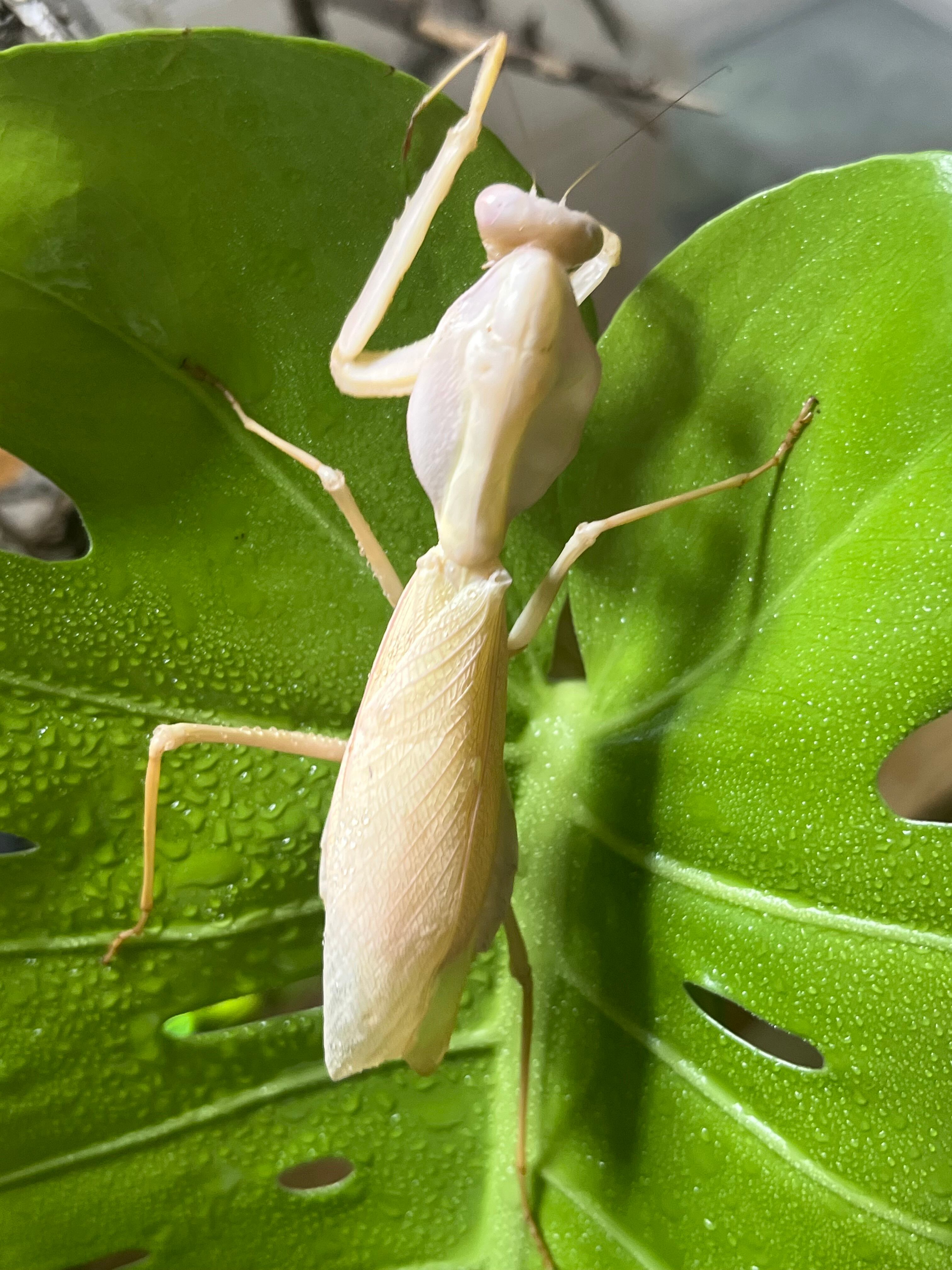 カマキリ | オモニキチュウ