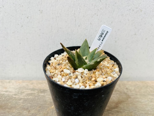 Ariocarpus trigonus　アリオカルプス　三角牡丹　サボテン