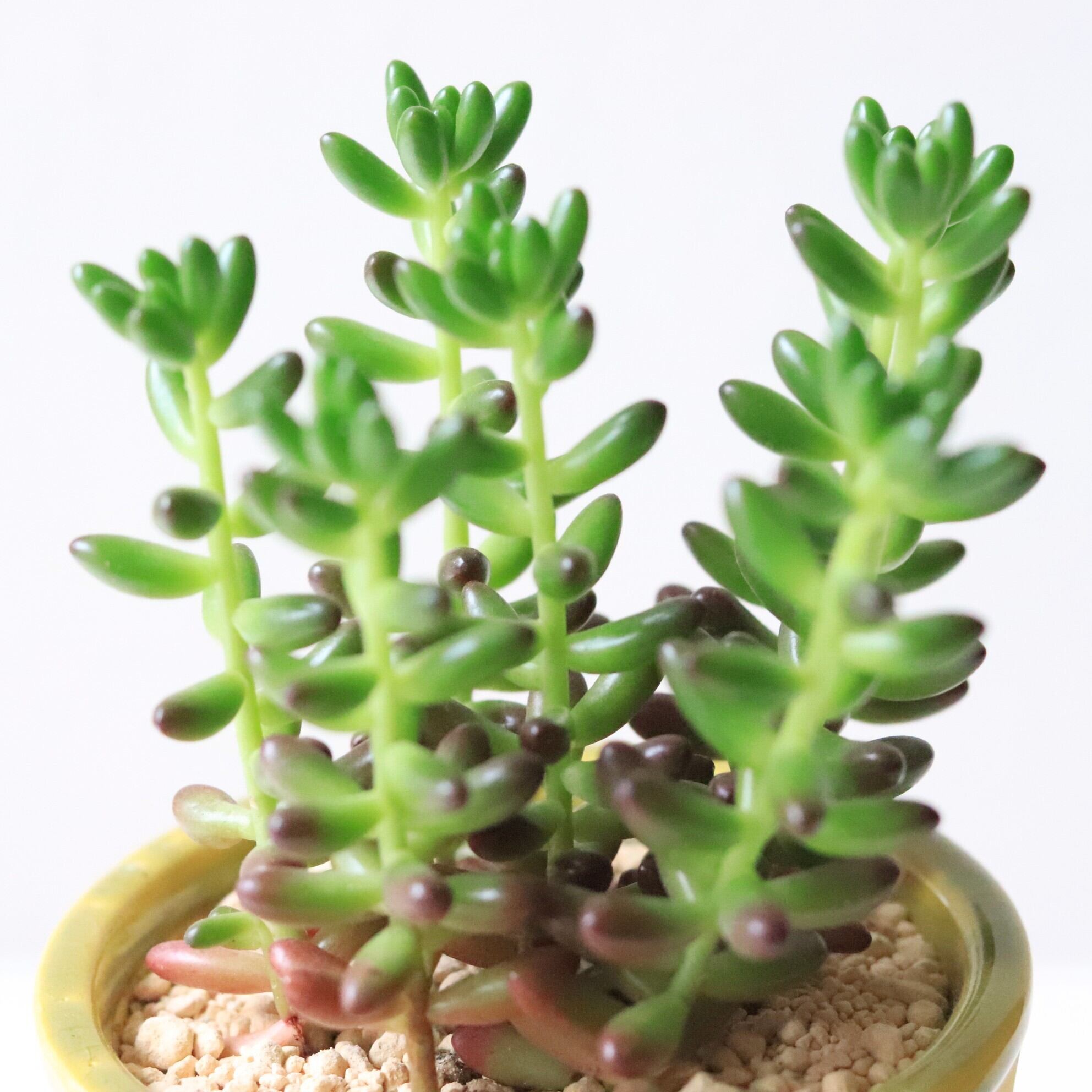 Top【選抜株】多肉植物　T26486レインボープラム　32個　鉢無し/脱土 Top【選抜株】多肉植物 T26486レインボープラム 32個 鉢無し/脱土 Top
