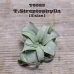 【送料無料】ストレプトフィラS〔エアプランツ〕現品発送T0583