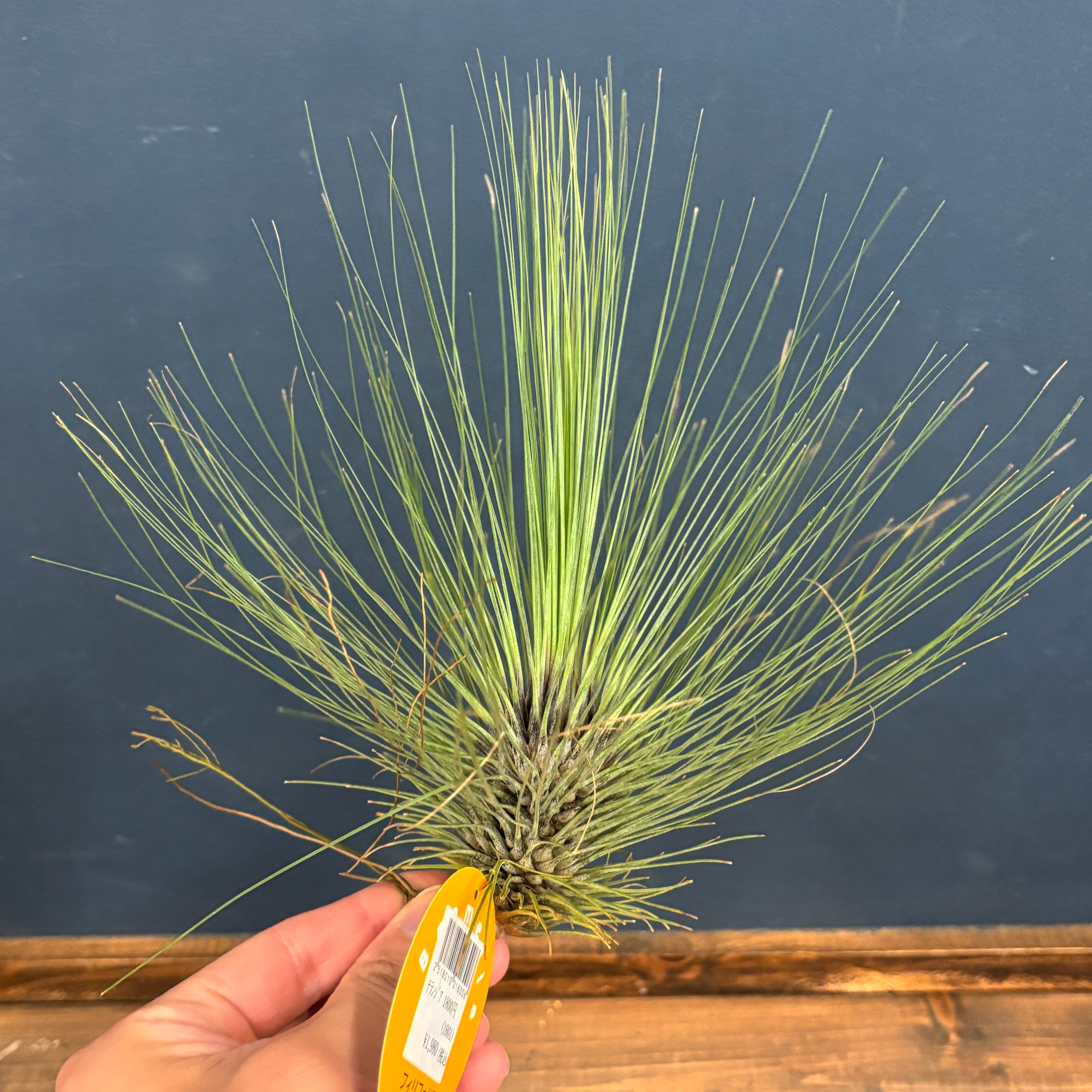 チランジア フィリフォリア【795】