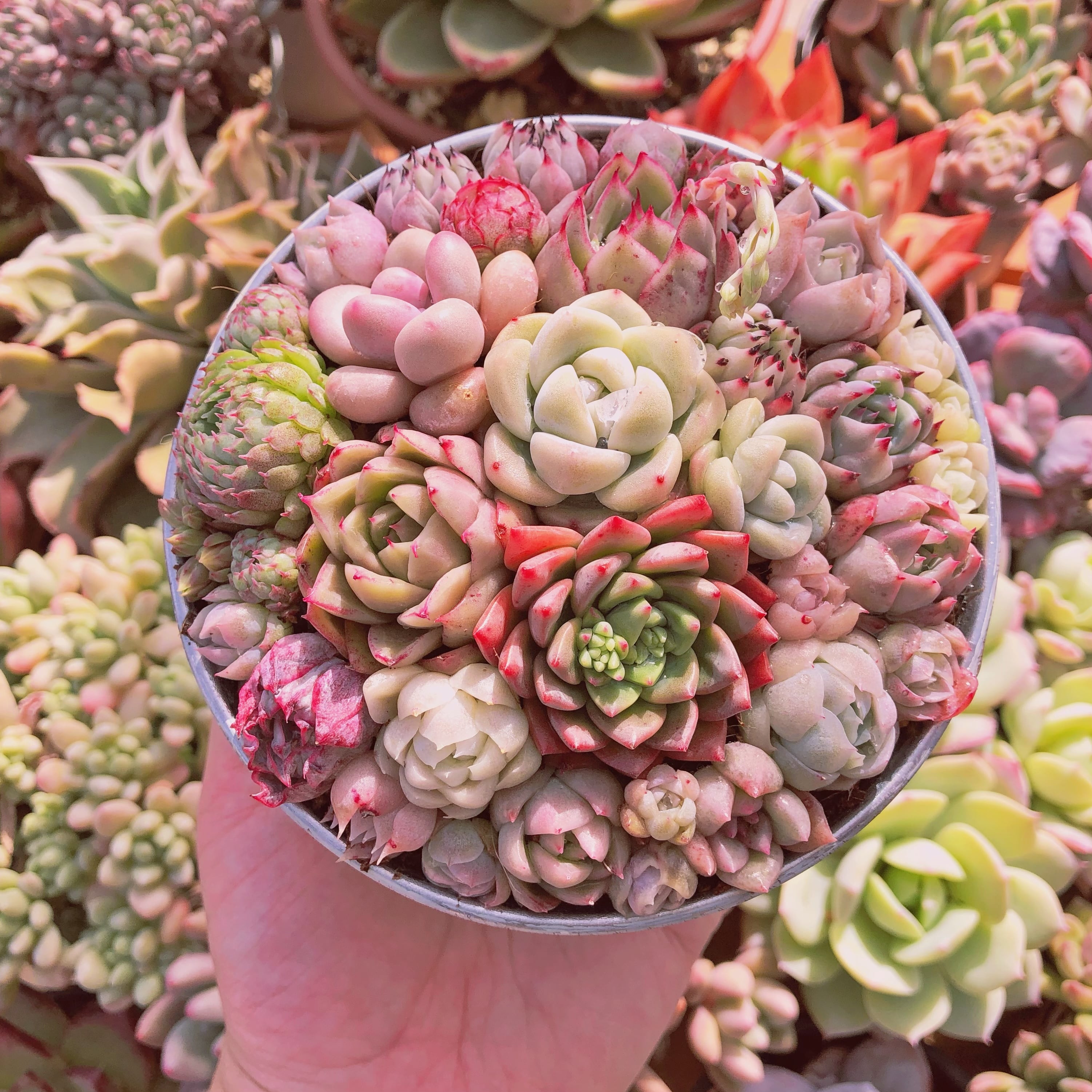 はるりん様専用】 乱れ そのまま飾れる多肉植物 寄せ植え はるりん様専用】 乱れ そのまま飾れる多肉植物 寄せ植え