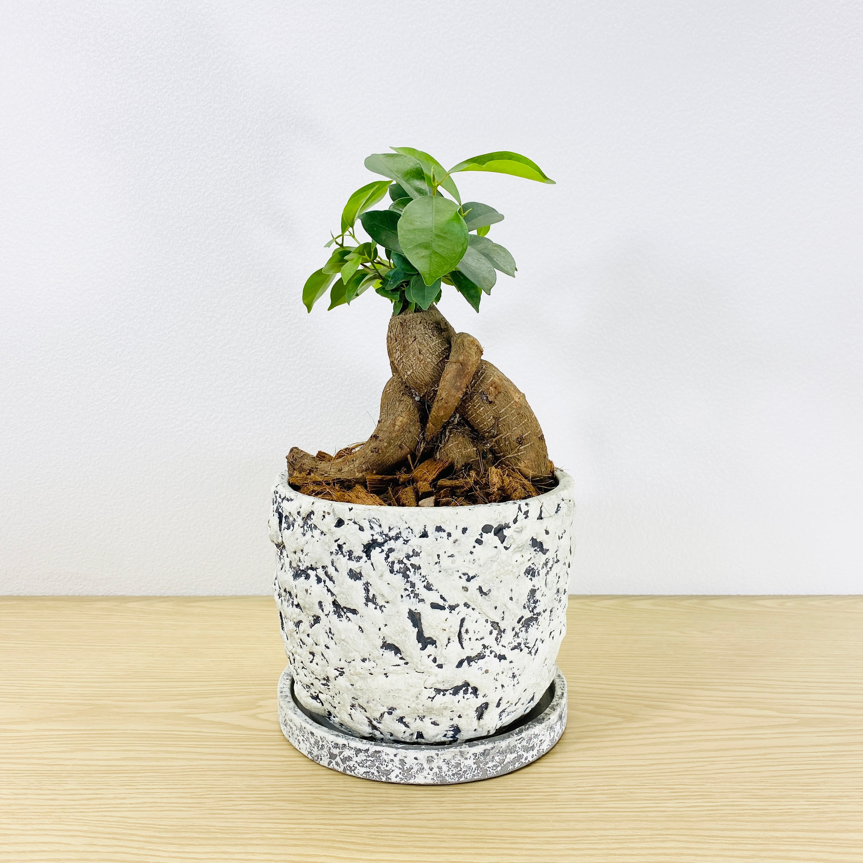 ガジュマル・多幸の木　[観葉植物・1点もの] 　