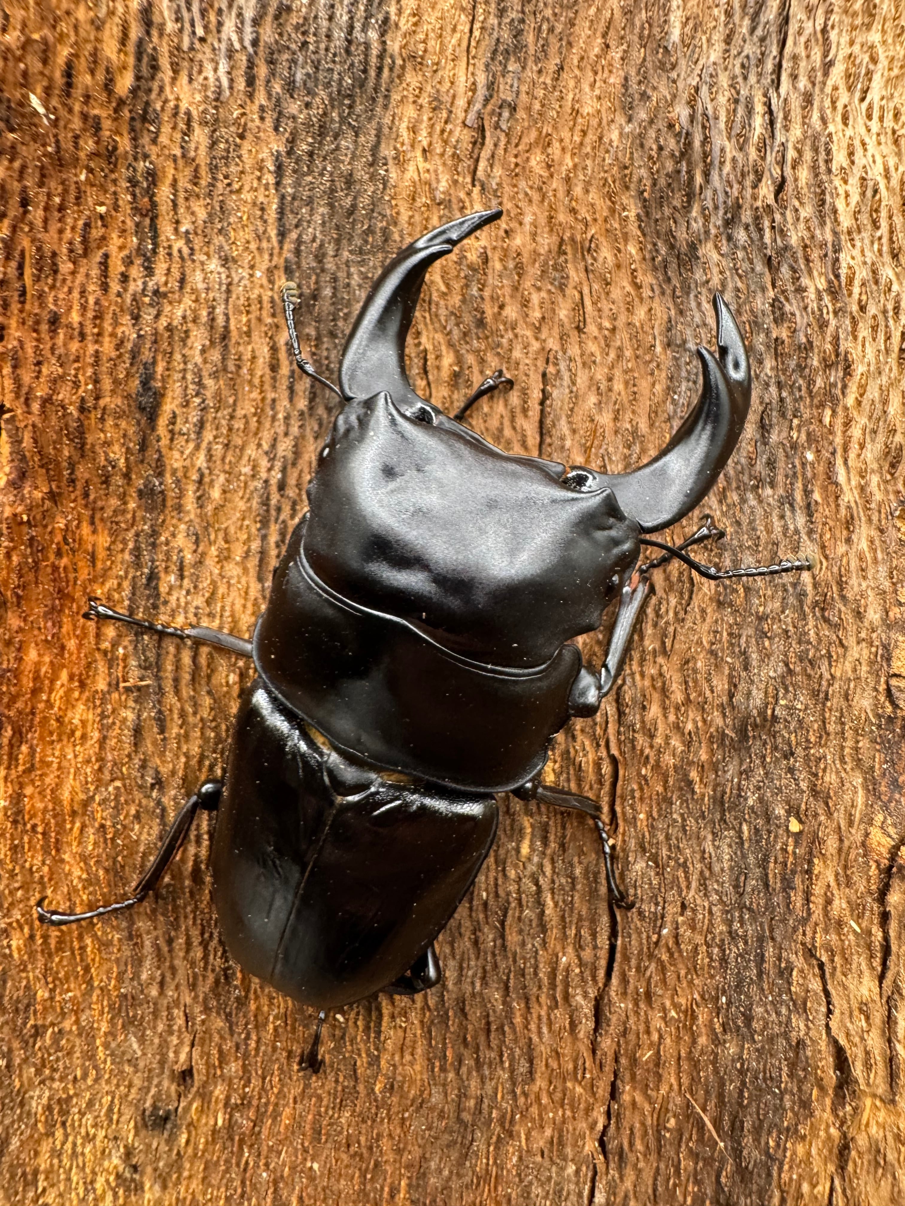 属内最高峰】トゲトゲヘンテコゾウムシ Gagatophorus 標本甲虫フン