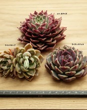 【チャンヒー力作 3種セット】レト 大サイズ／ワインドロップ／ライラックドレス