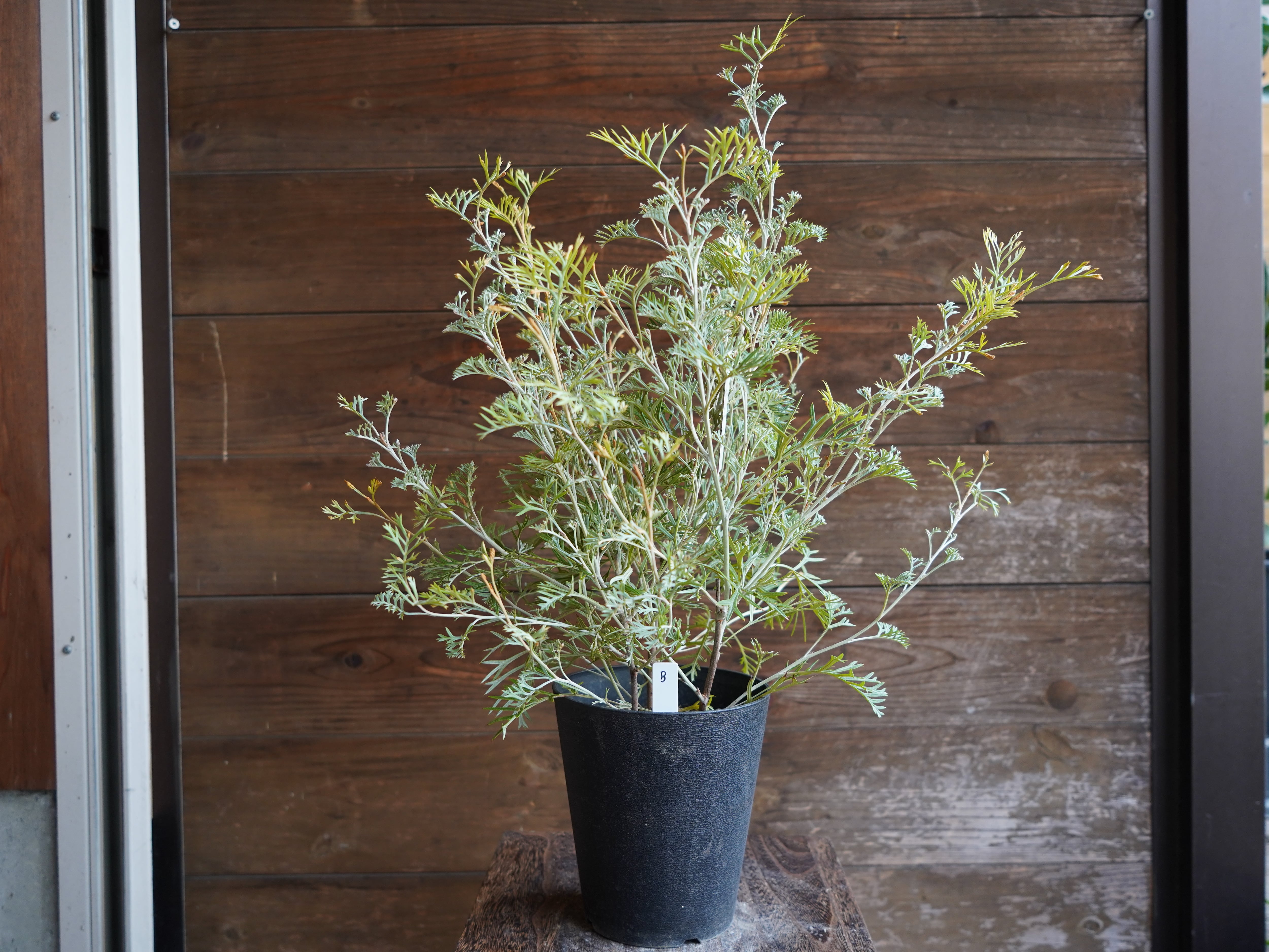 【現物】グレビレア　”クリームパッション”　B