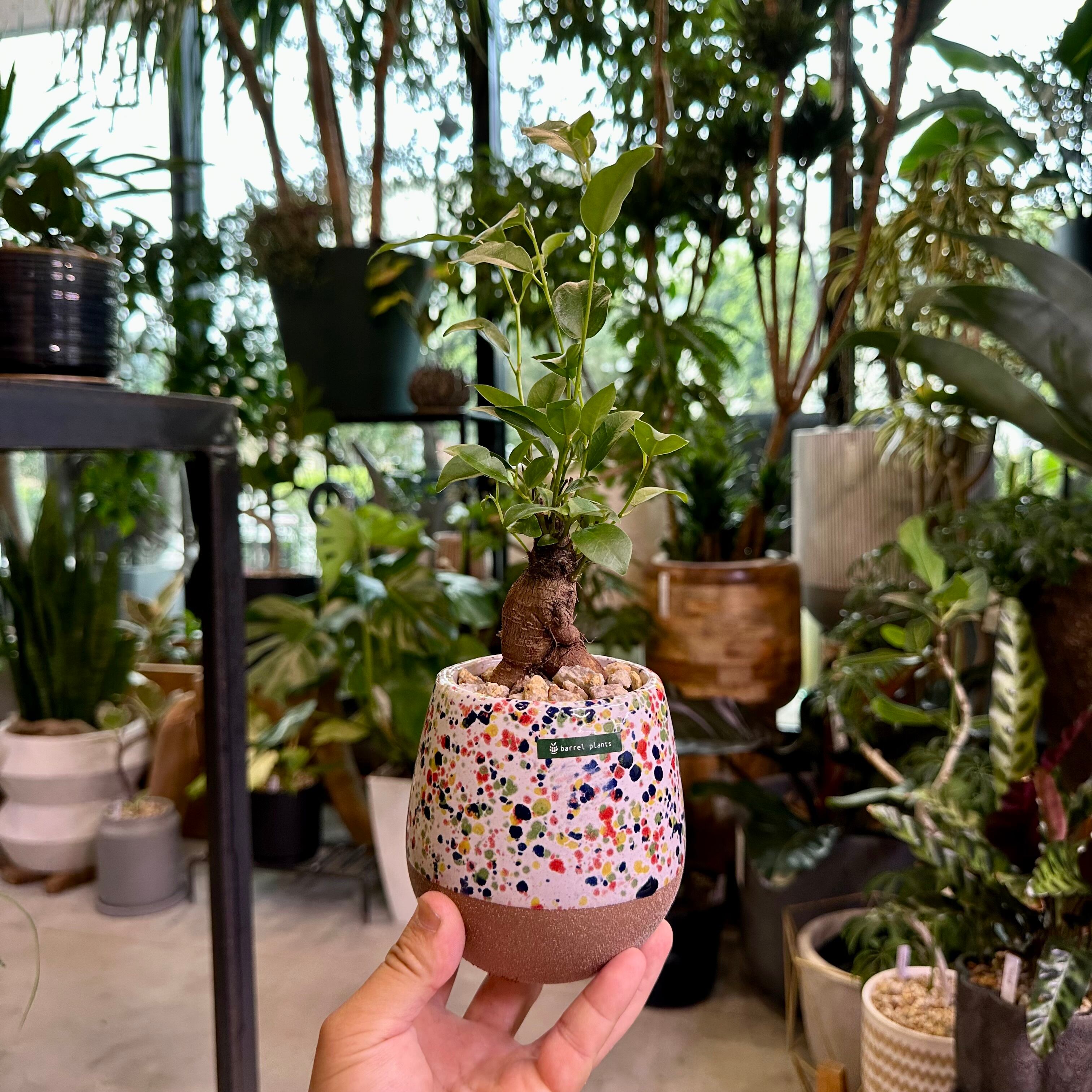 ガジュマル | barrelplants_BONSAI
