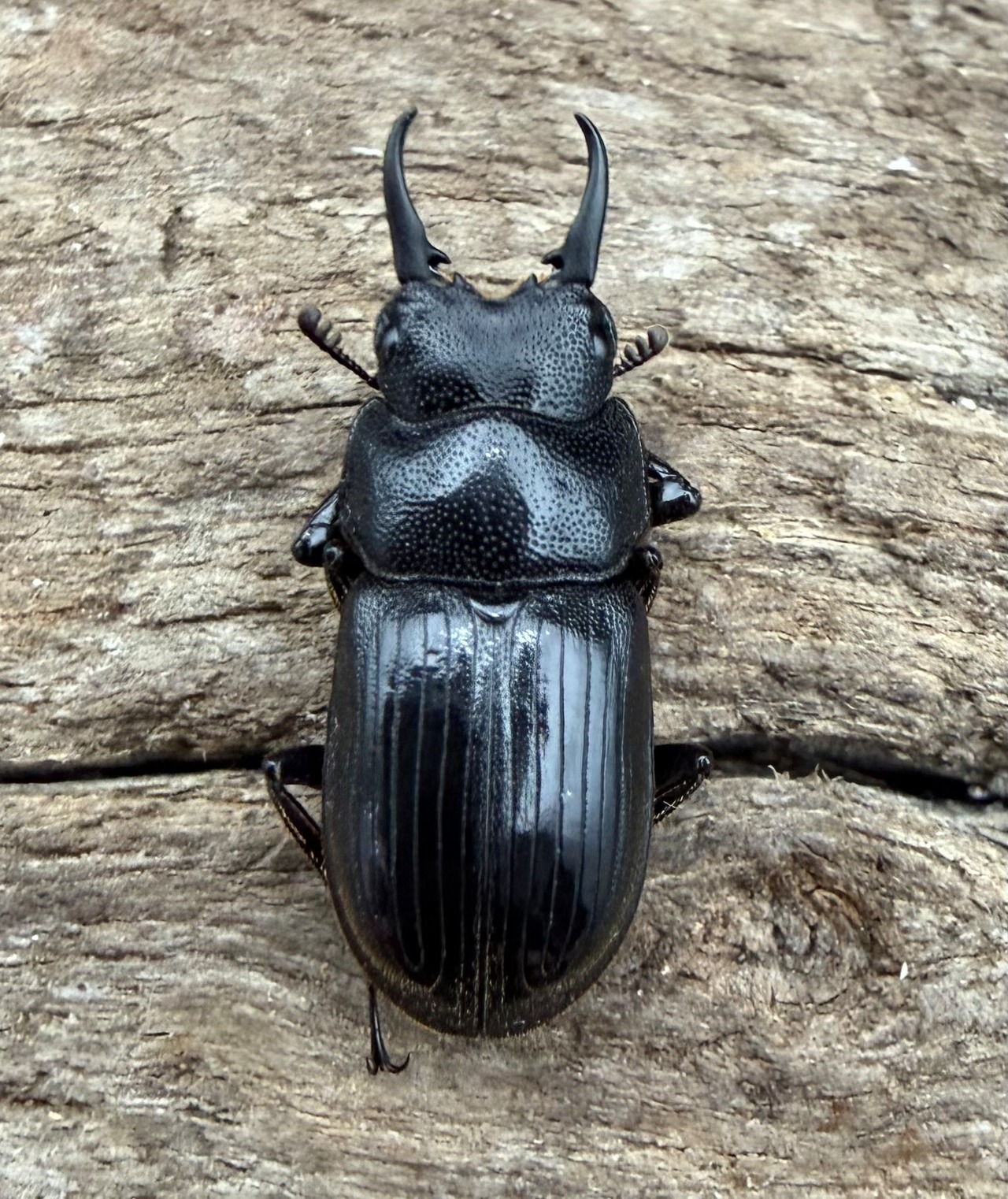 【WD】《ラムリーネブトクワガタ 16.5mm ペア》