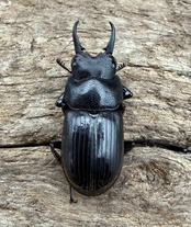 【WD】《ラムリーネブトクワガタ 16.5mm ペア》