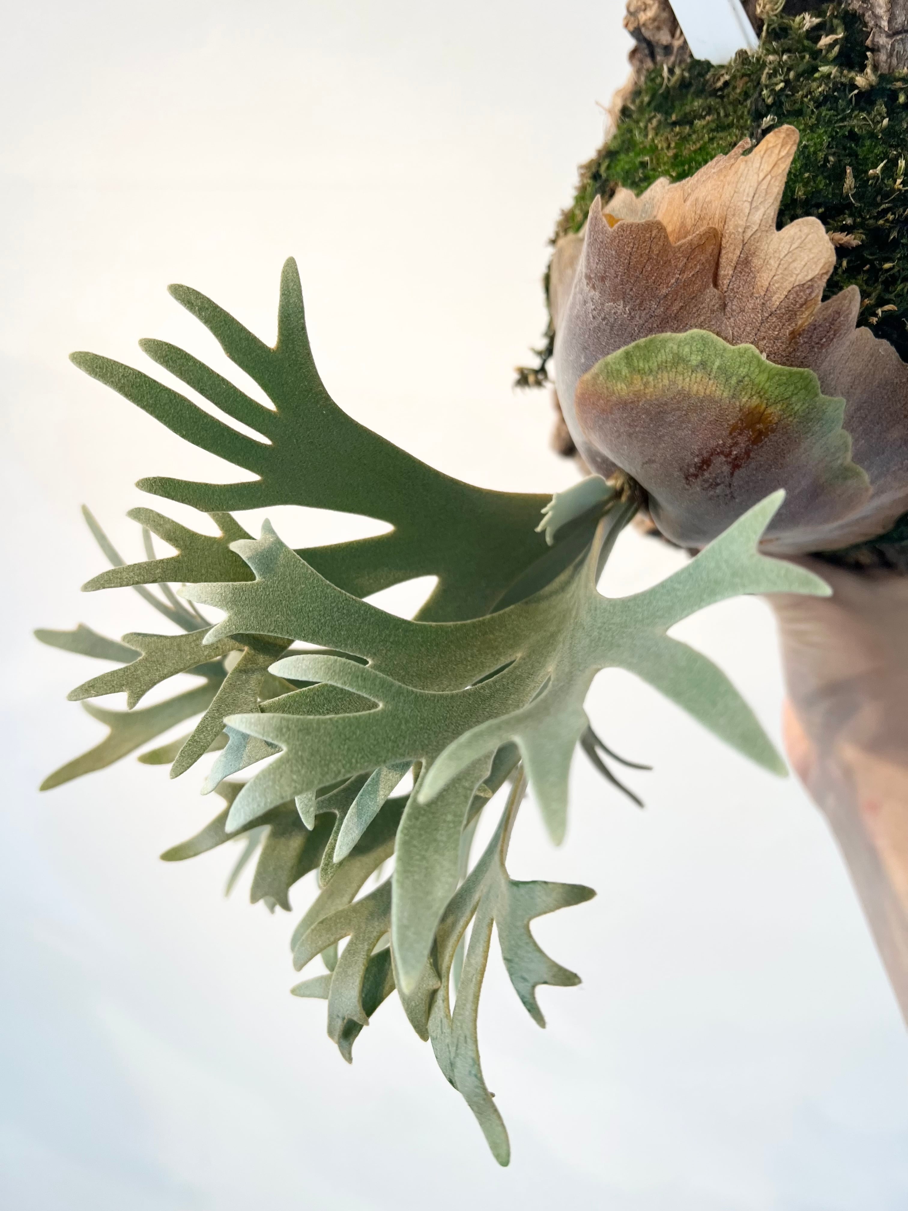 P. willinckii 'Nano ' ビカクシダ ウィリンキー ナノ | vandaka plants