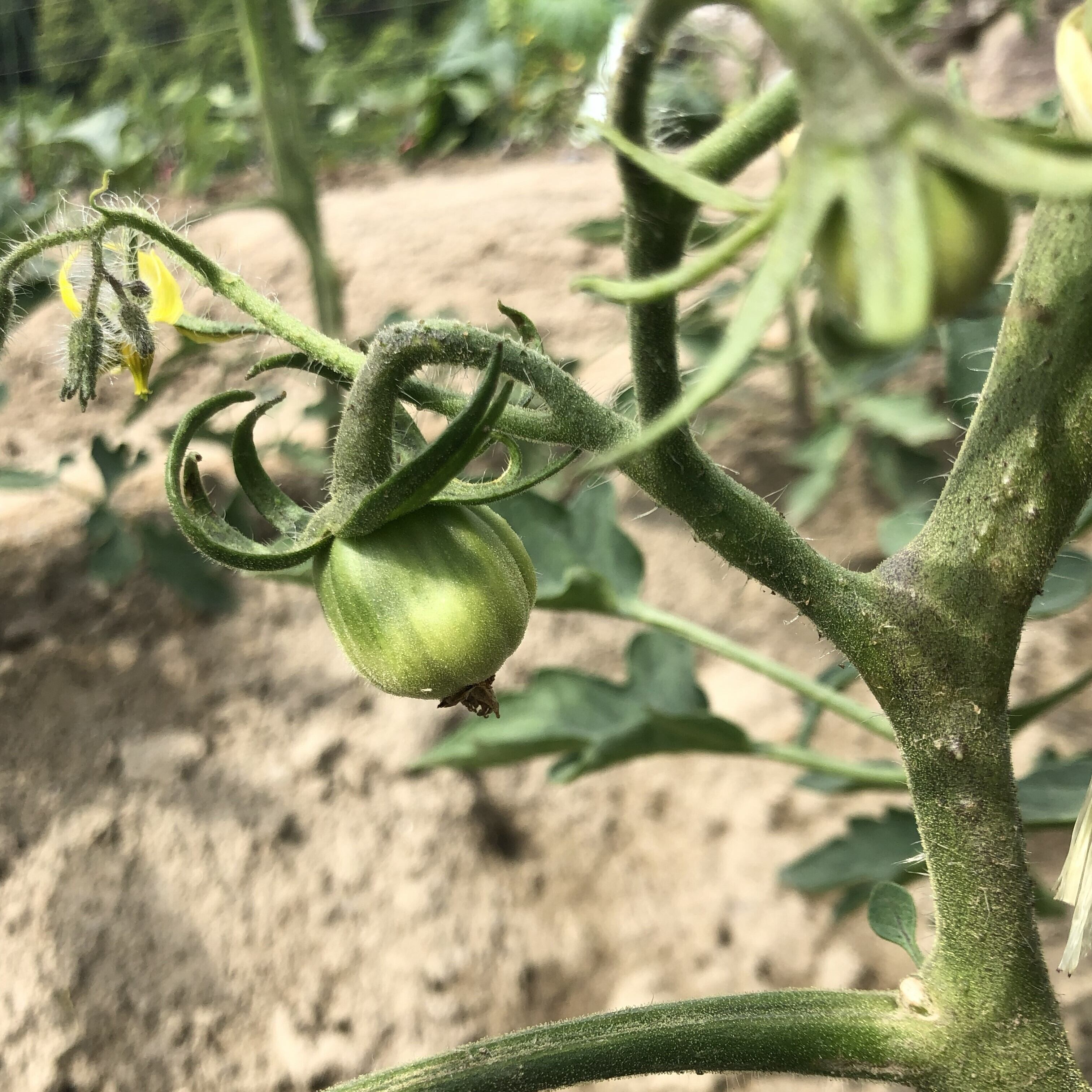 とまとページ 三箇牧とまと（高槻産）約3.4kg（20〜28玉入り） 野菜 トマト 新鮮