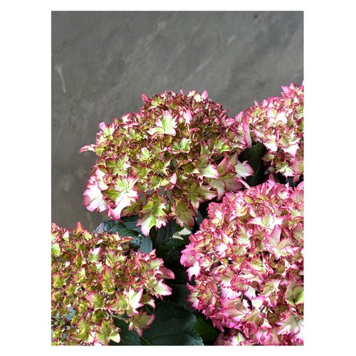 Hydrangea macrophylla 'Magical color dream'