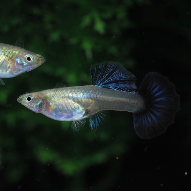 プラチナブルードラゴン　若魚1ペア＋おまけメス1匹