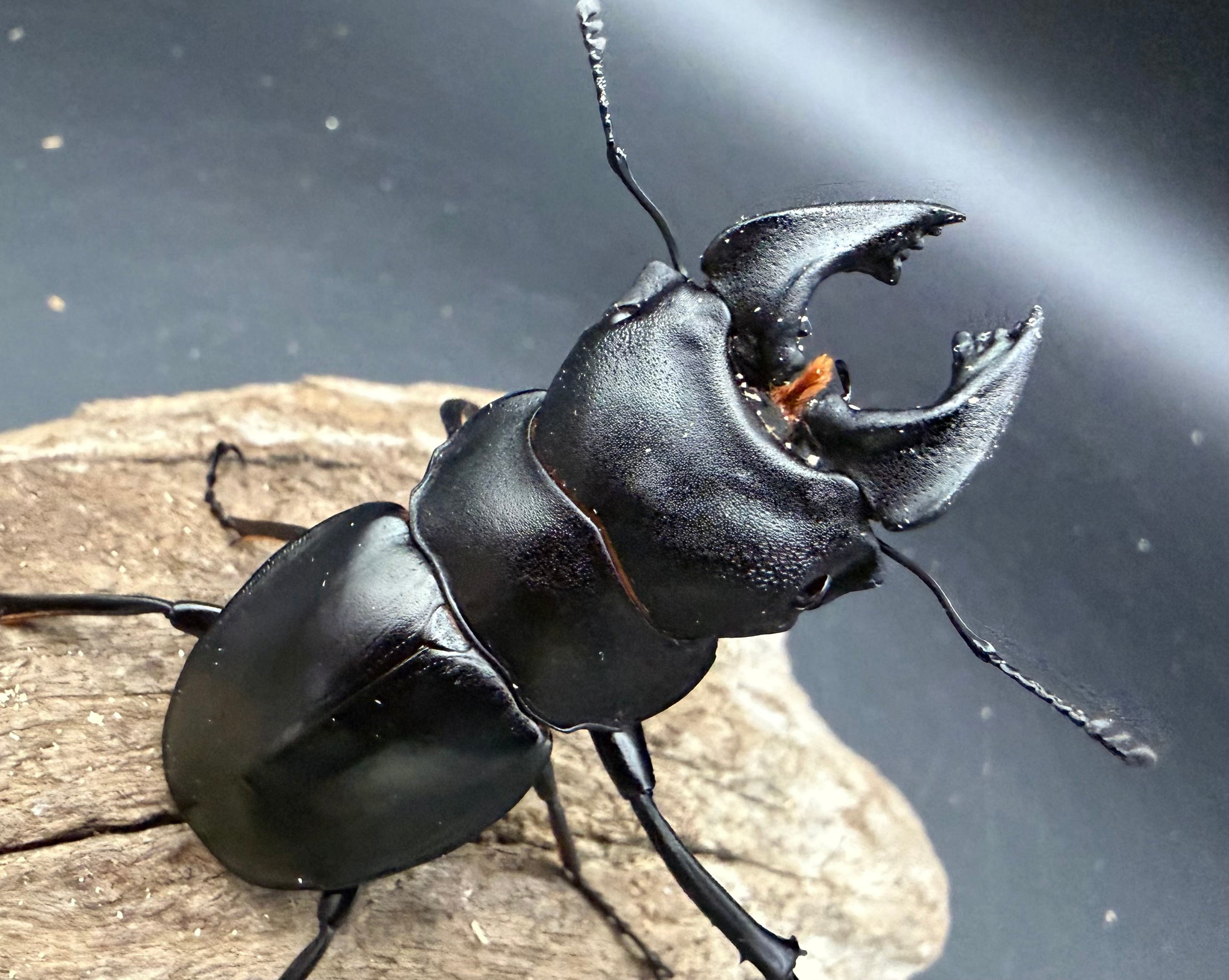 ツヤクワガタの仲間 | KPW公式オンラインショップ