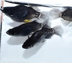 【現物】ミッドナイトフリル漆黒光体型半ダルマ・ショート 2ペア+1