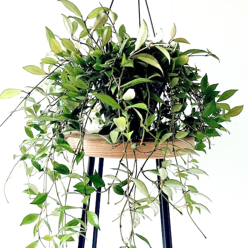 ホヤ ラクノーサ ボリューム株 観葉植物 calm cafe