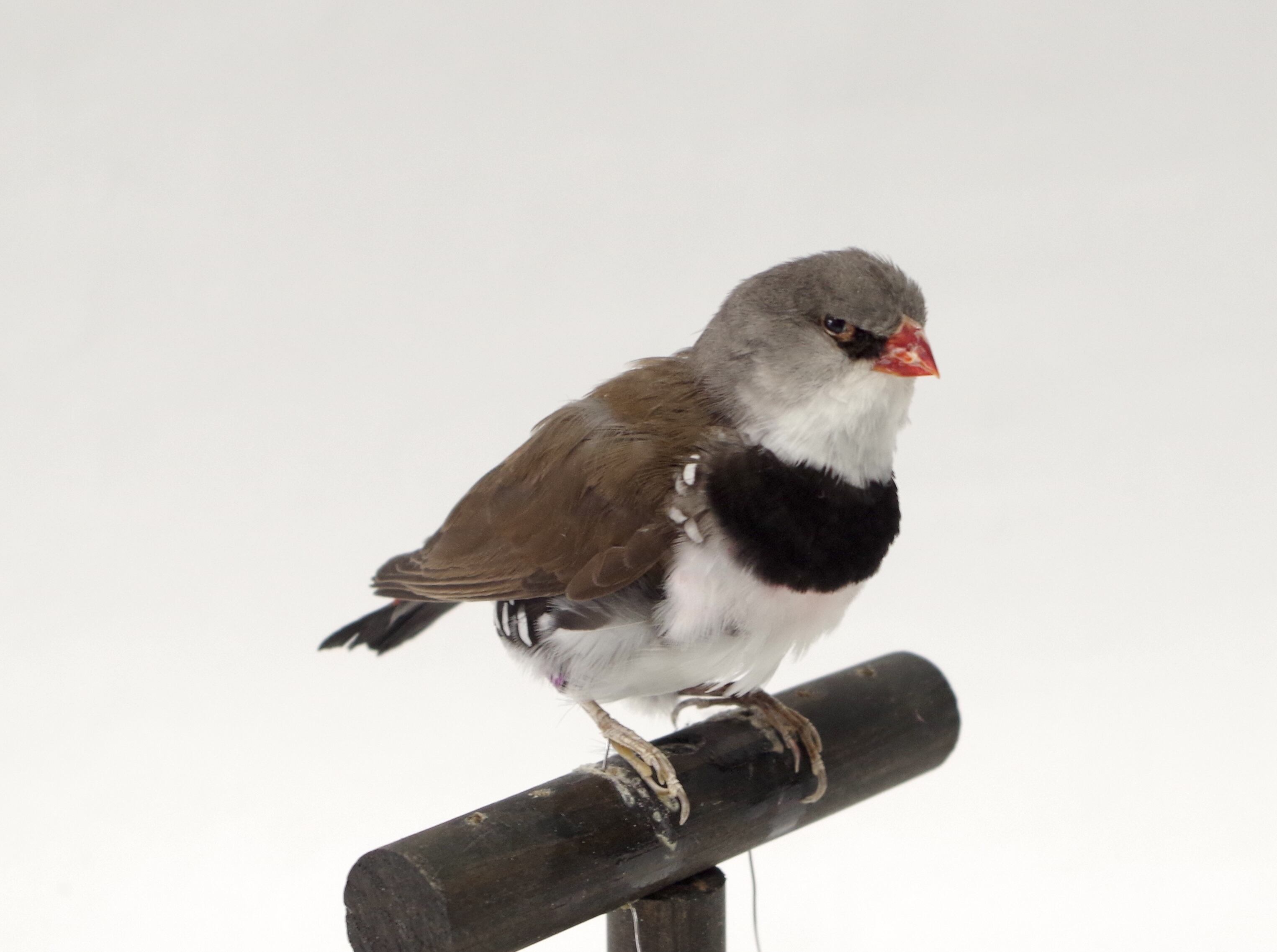 コガモ♂ 剥製 | アトリエ杉本