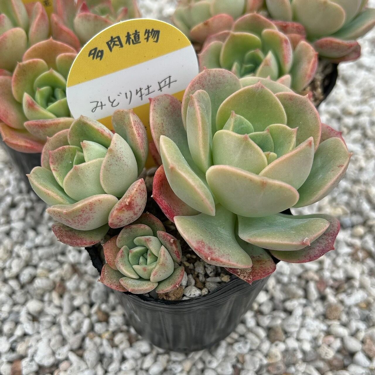 専用！多肉植物^o^ 希少交配種 花うらら×達磨秀麗 小苗 【公式通販】