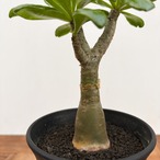 Tylecodon paniculatus【チレコドン・パニクラータス】