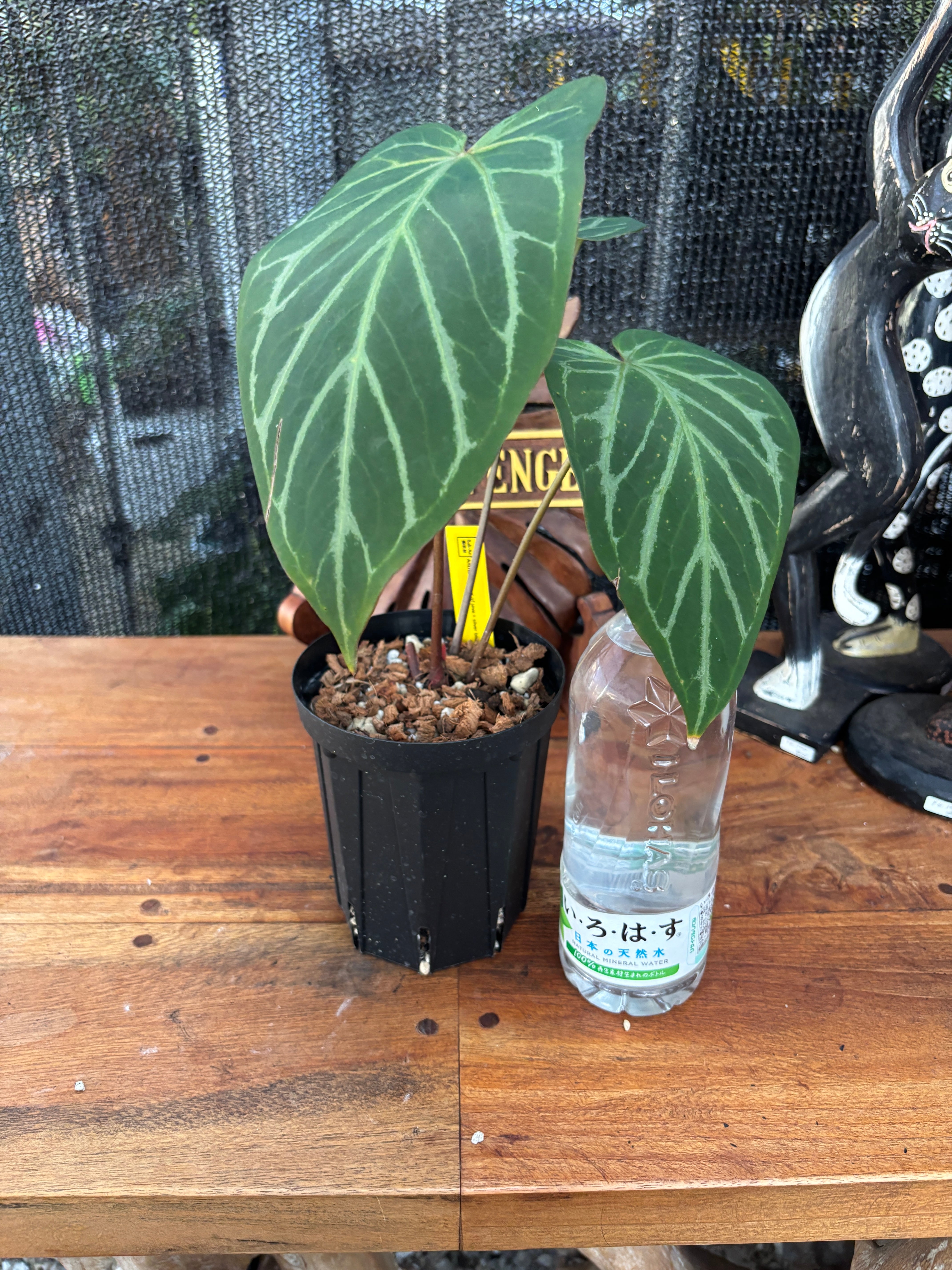 アンスリウム レッドスパイダー セルフ | BA PLants