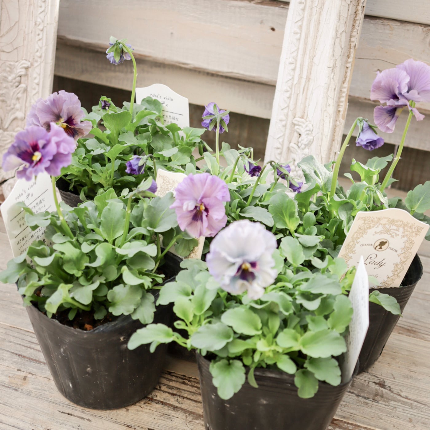 ビオラ『レディ』｜透け感のある花色が美しい 希少な育種ビオラ（残り