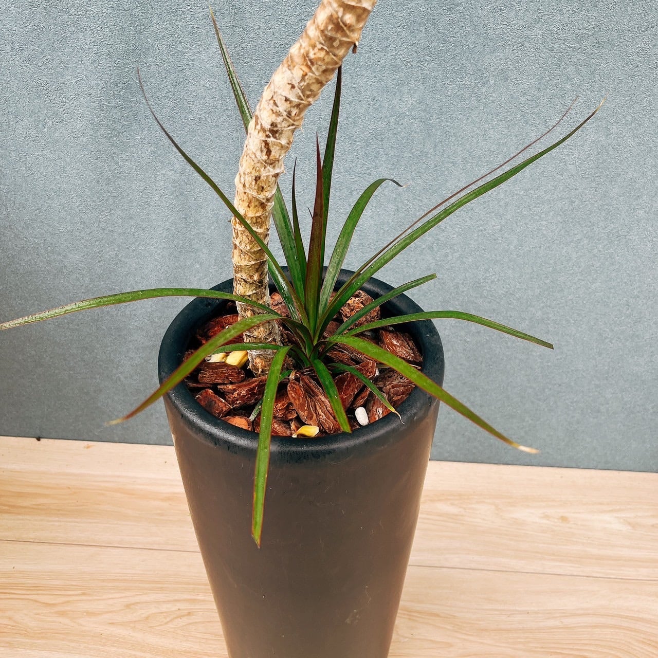 現品］7番 ドラセナ コンシンネ 曲がり 7号 観葉植物 大型 室内