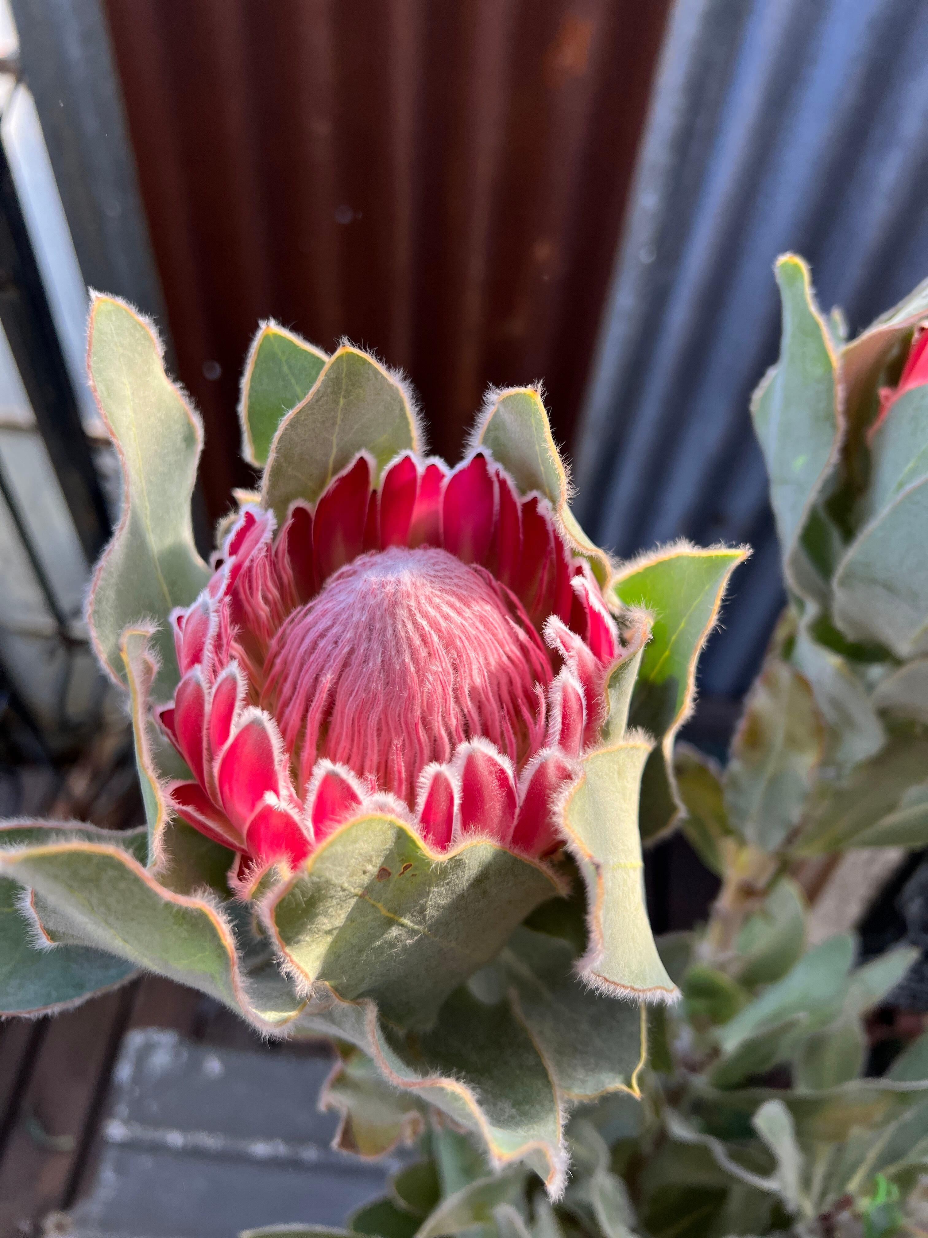 プロテア ピンクプリンセス① （4F） | 沼ノ上農園