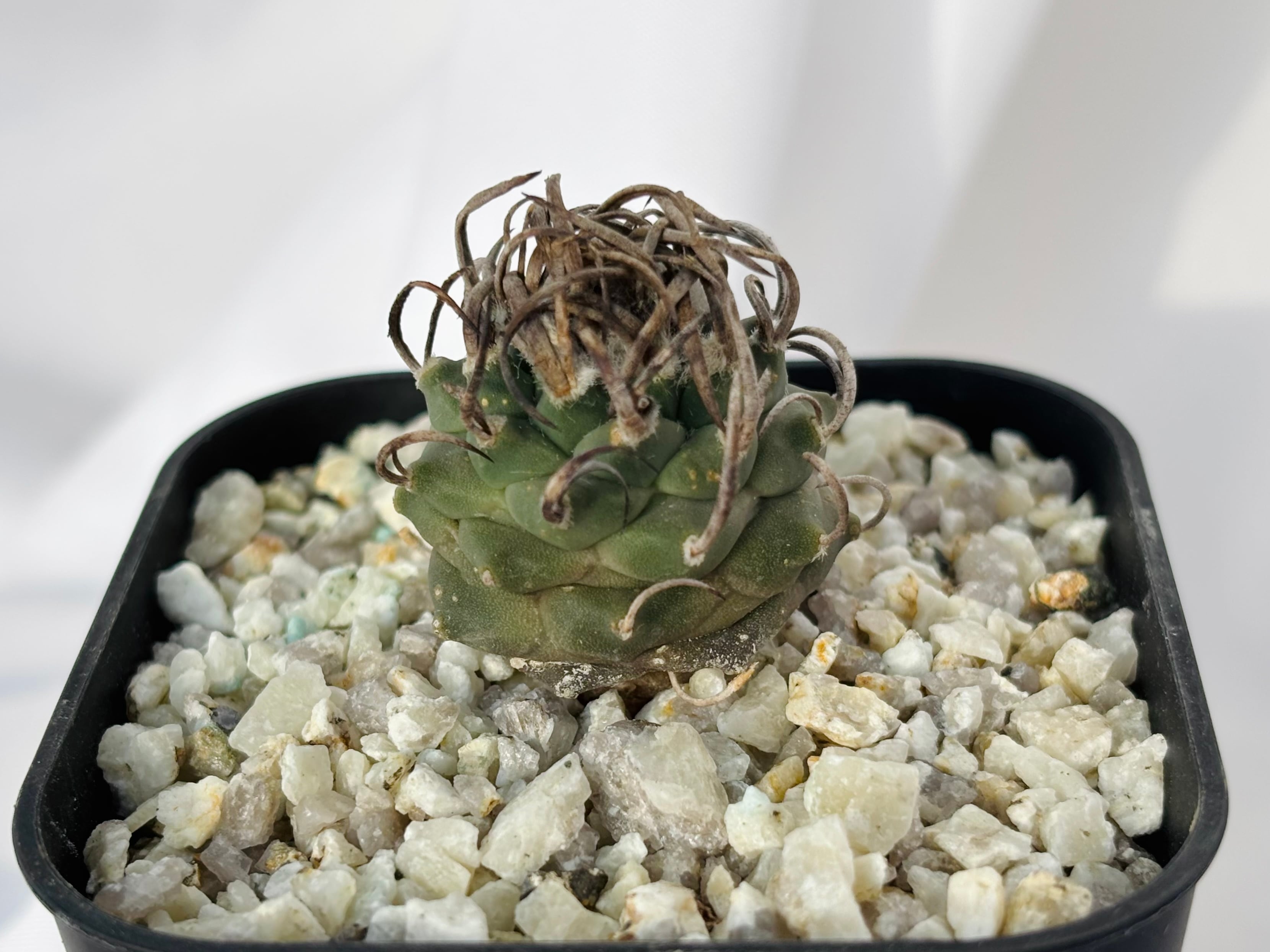 Turbinicarpus Schmiedickeanus ツルビニカルプス 昇竜丸 サボテン
