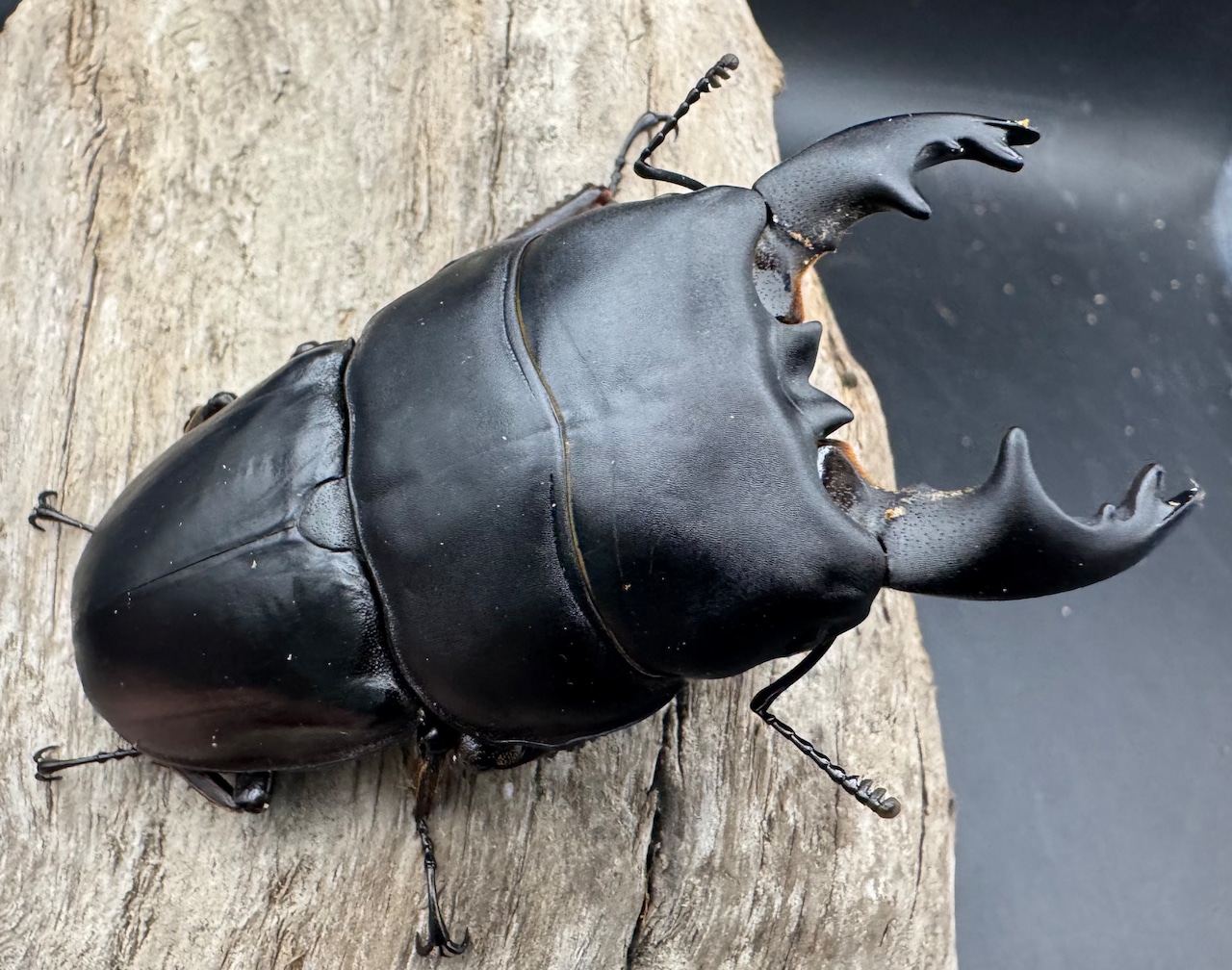 【WD】《アルキデスヒラタ アチェ産 84mm 胸幅36.8mm ペア》