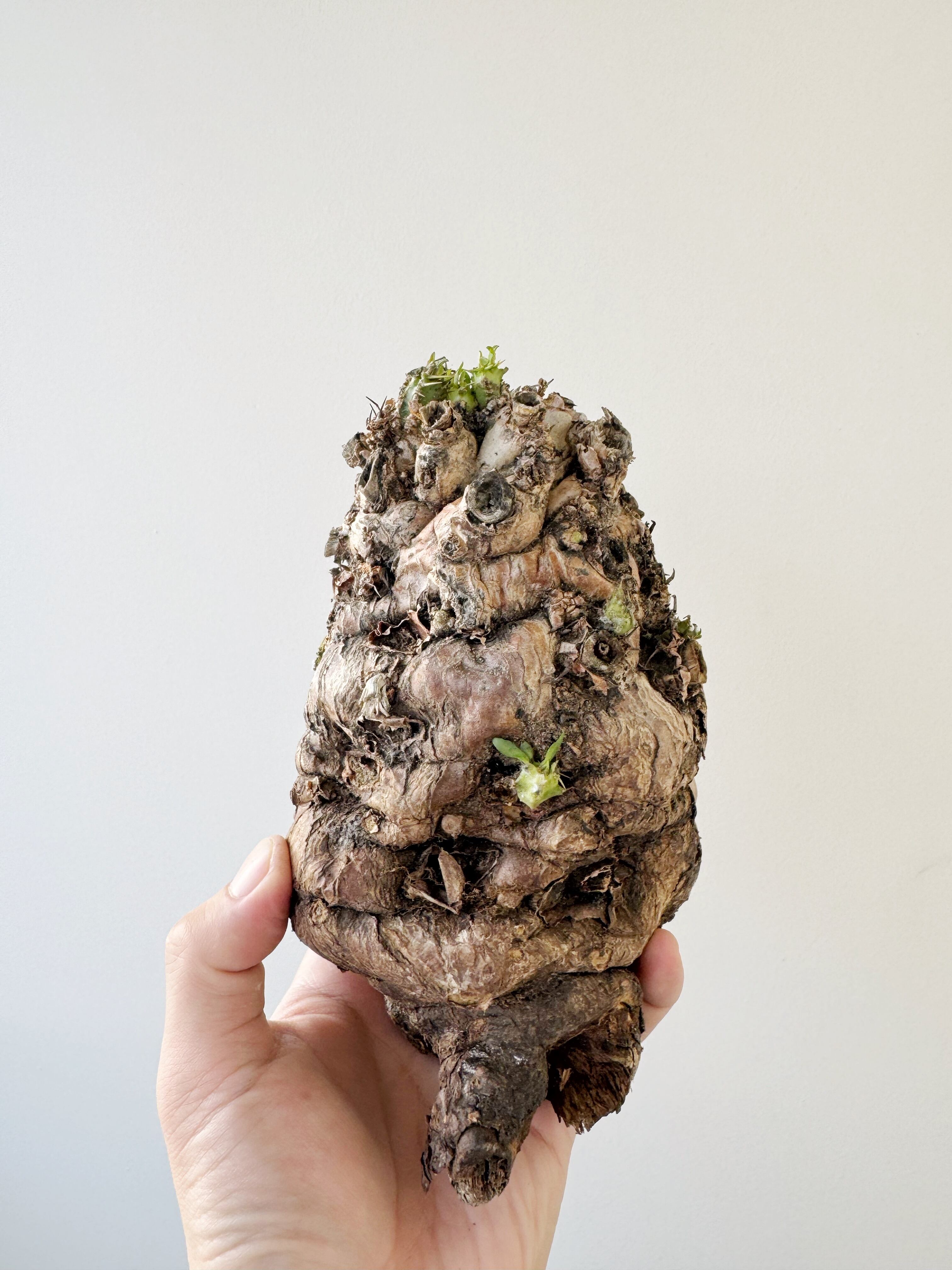 【新着】Euphorbia mlanjeana【手乗りのちょうど良いサイズ感・現地発根株】 ユーフォルビア ムランジーナ