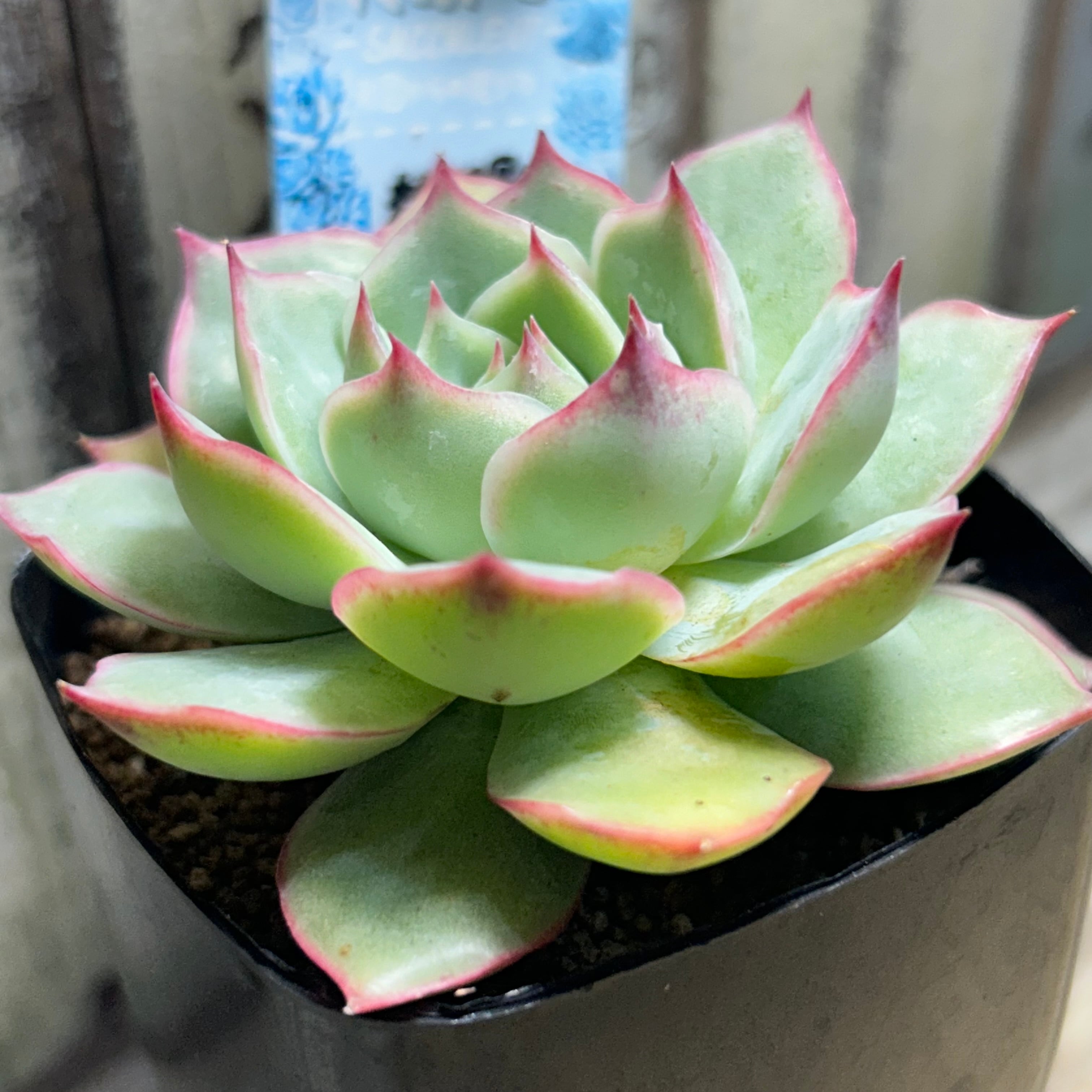 新入荷 粉月影 X347-1*54苗 多肉植物 カット苗 エケベリア レア種