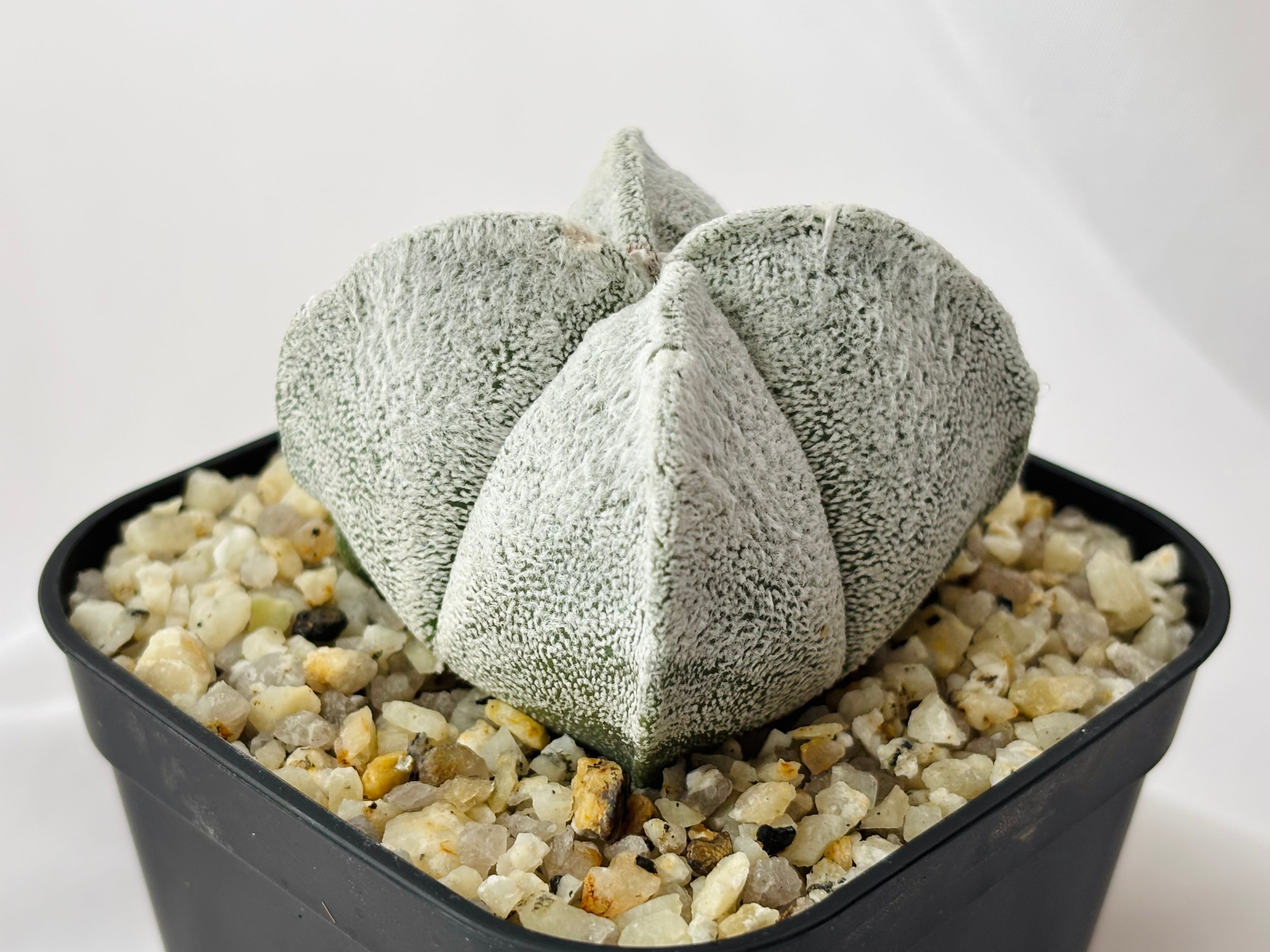 Astrophytum coahuilense アストロフィツム 四角白ラン サボテン