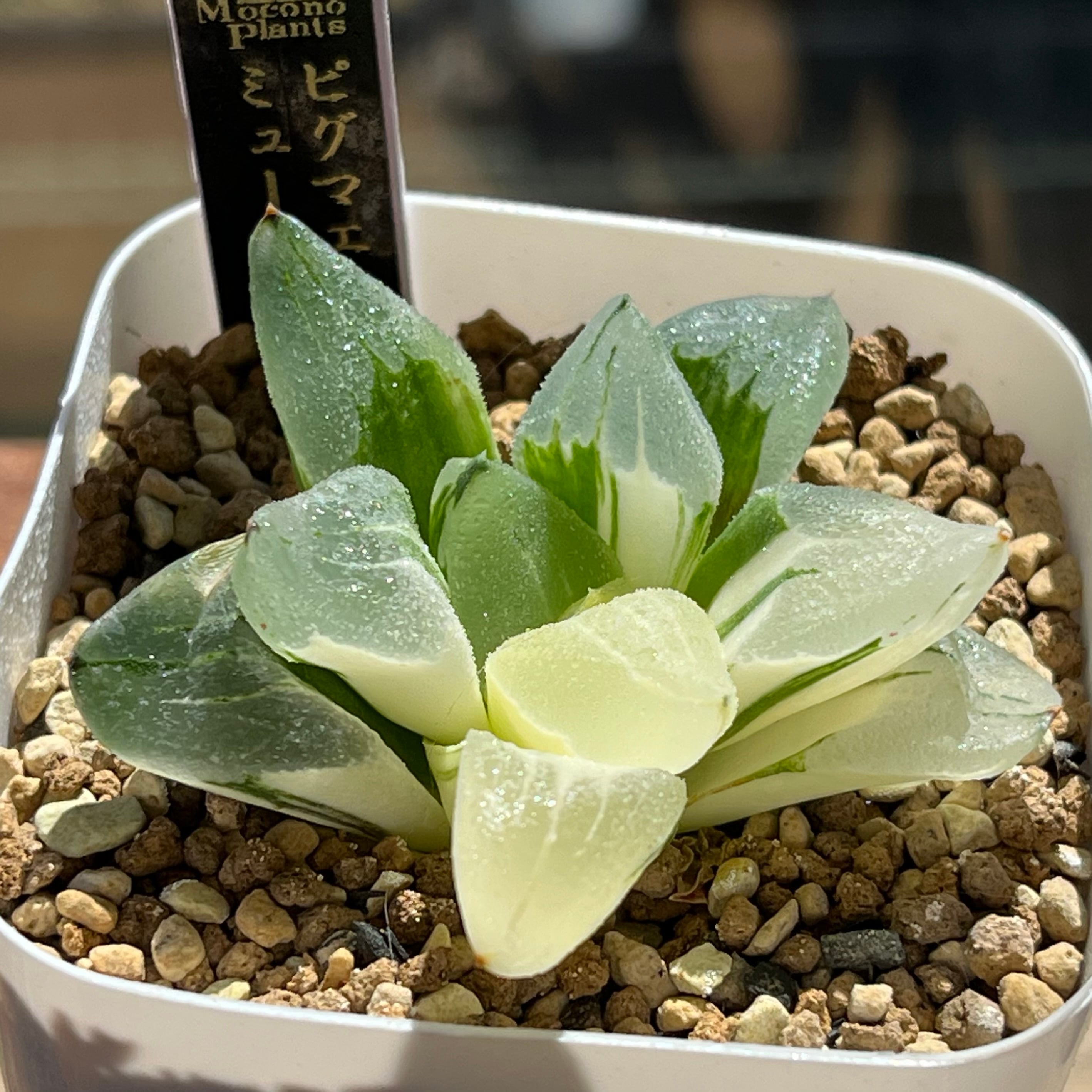 ハオルチア ピグマエアミュータント錦 | mocono_plants