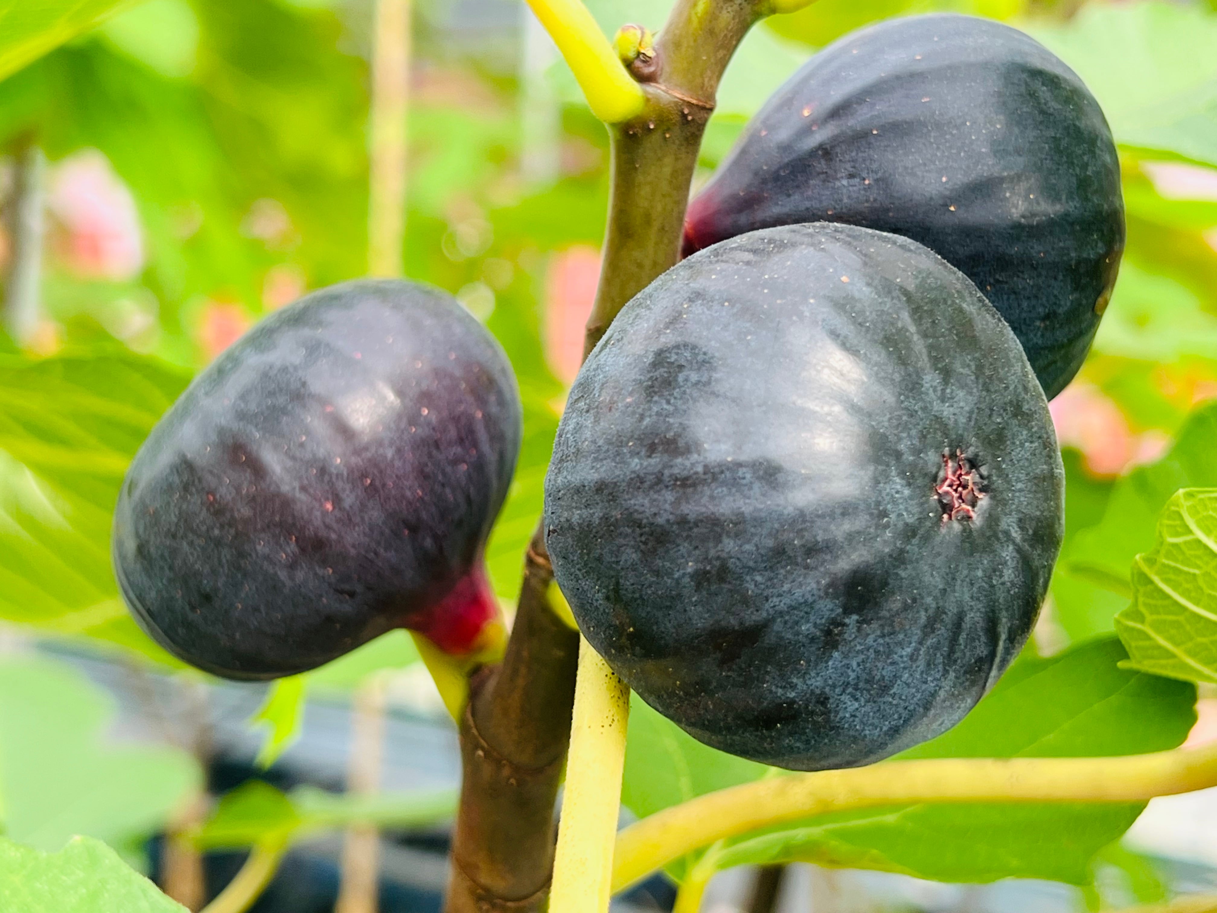 京都黒いちじく 公式オンラインショップ
