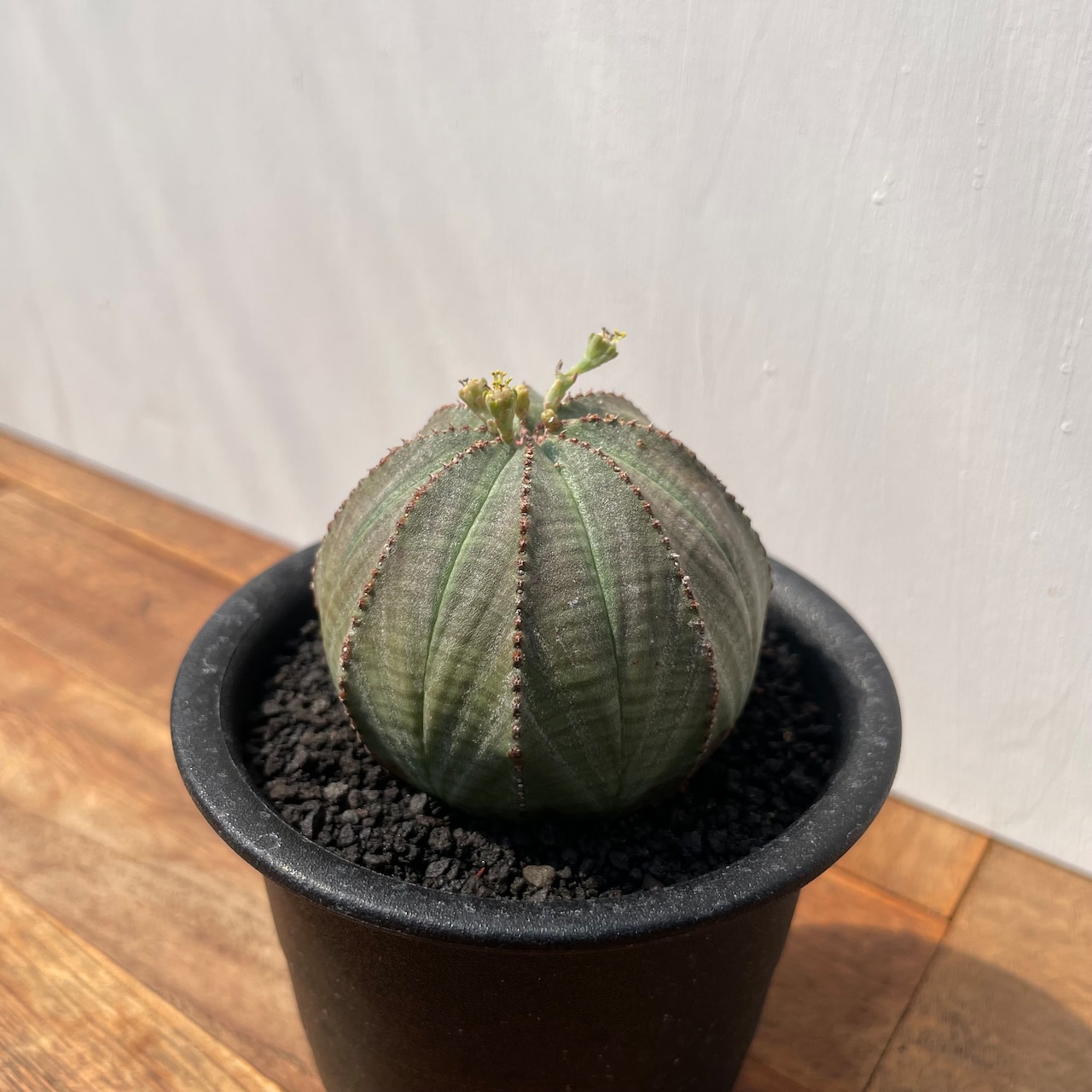 Euphorbia obesa【ユーフォルビア・オベサ・実生】