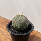 Euphorbia obesa【ユーフォルビア・オベサ・実生】