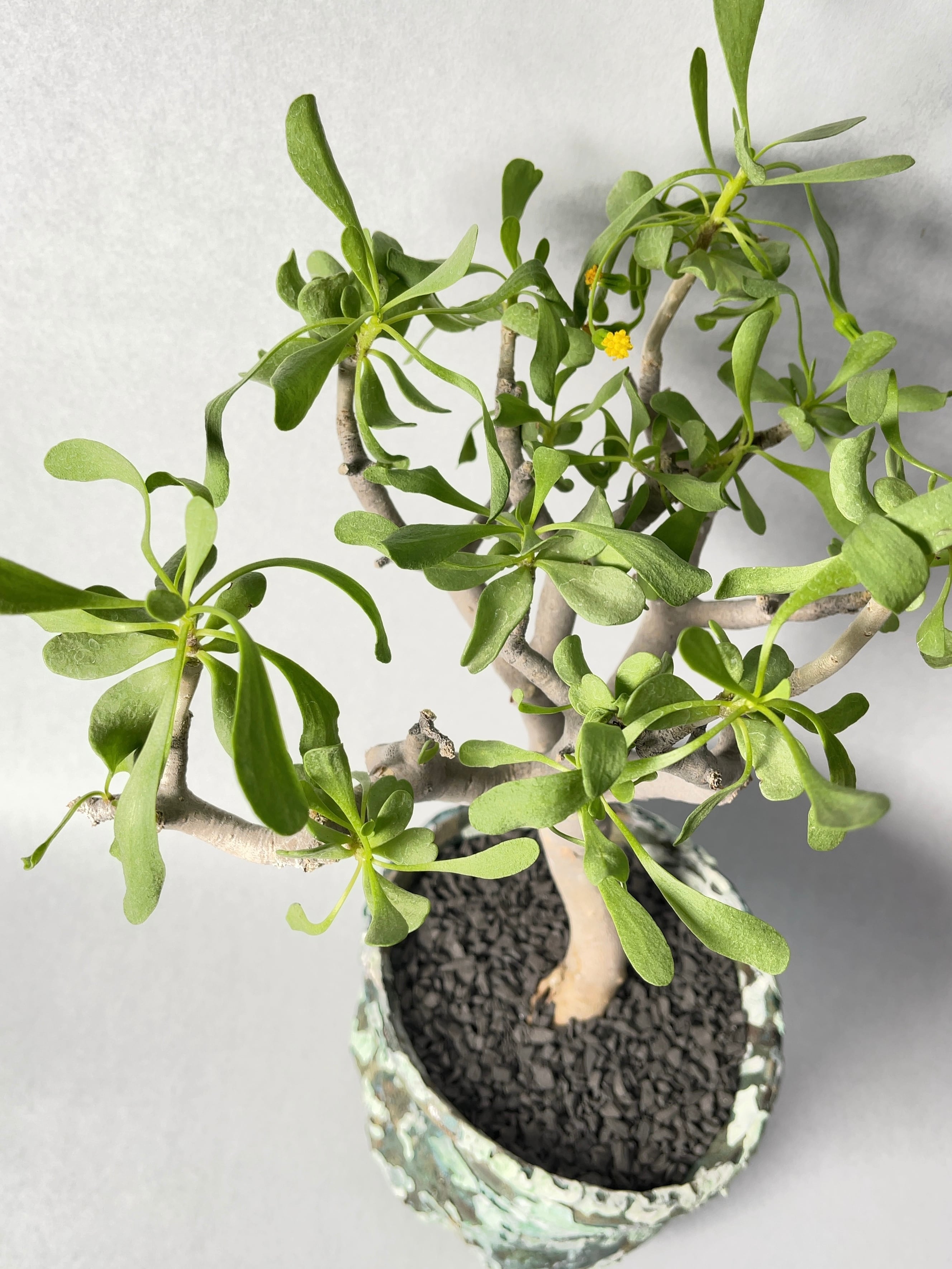 オトンナ フルカタ / 輸入株 // Othonna furcata， 冬型， コーデックス， 塊根植物， Caudex 悲報オトンナ・フルカタの植え替え作業