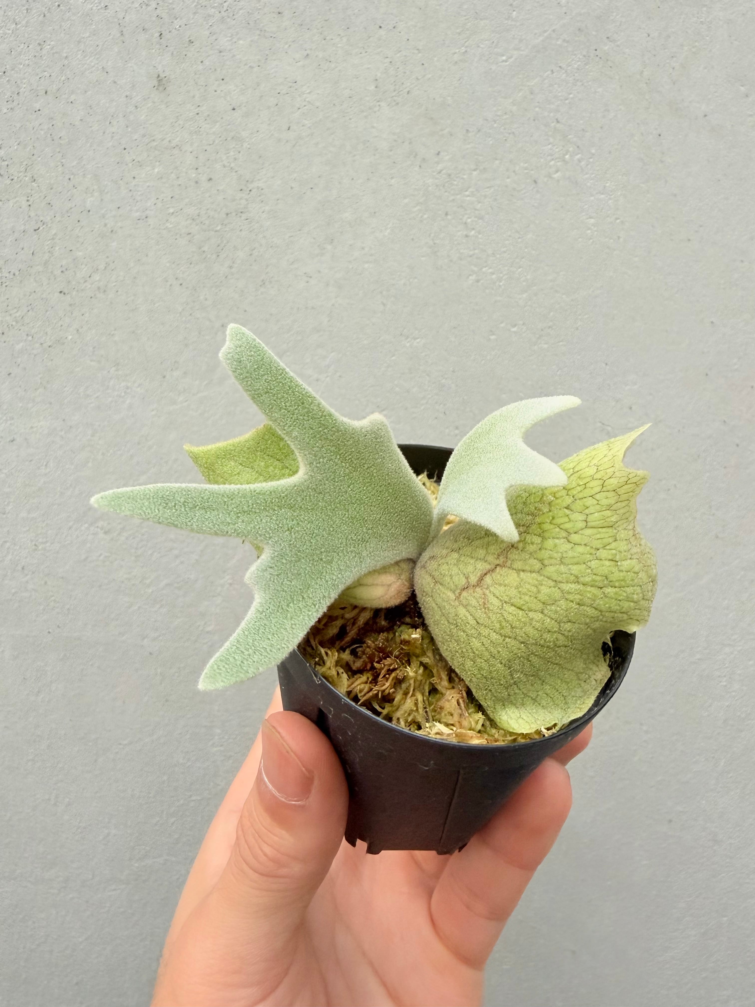 vandaka plants