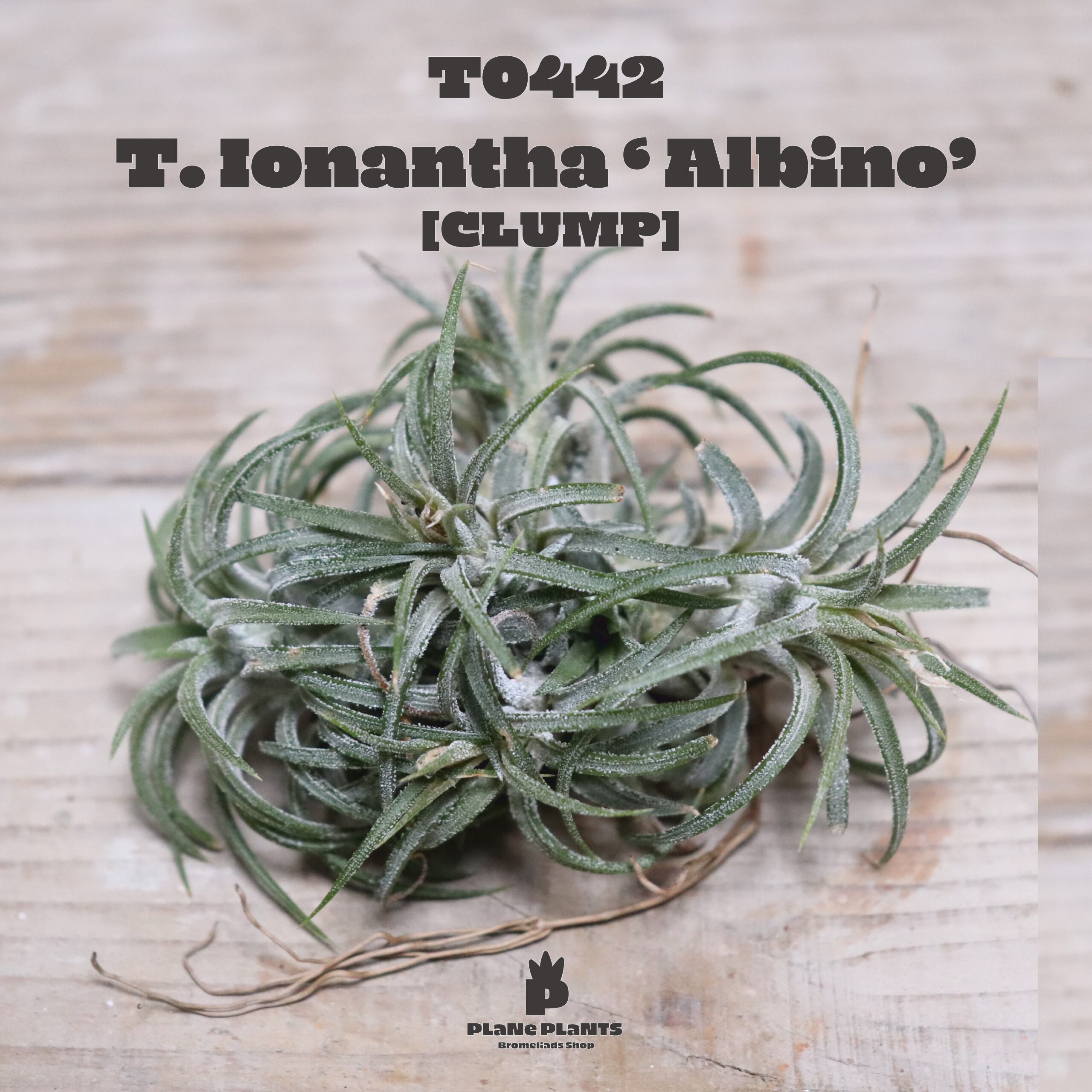 【送料無料】イオナンタ アルビノ クランプ〔エアプランツ〕現品発送T0442