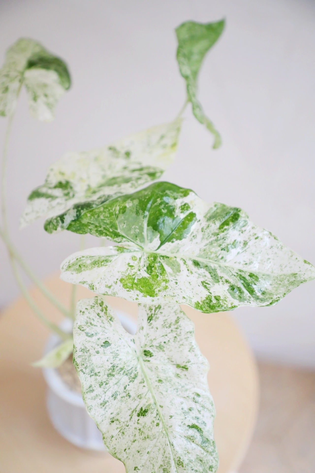 M】アロカシア マクロリザ カモフラージュ/Alocasia | 【厳選植物・器