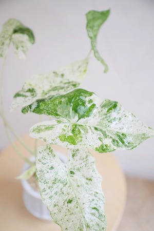 【M】アロカシア マクロリザ カモフラージュ/Alocasia