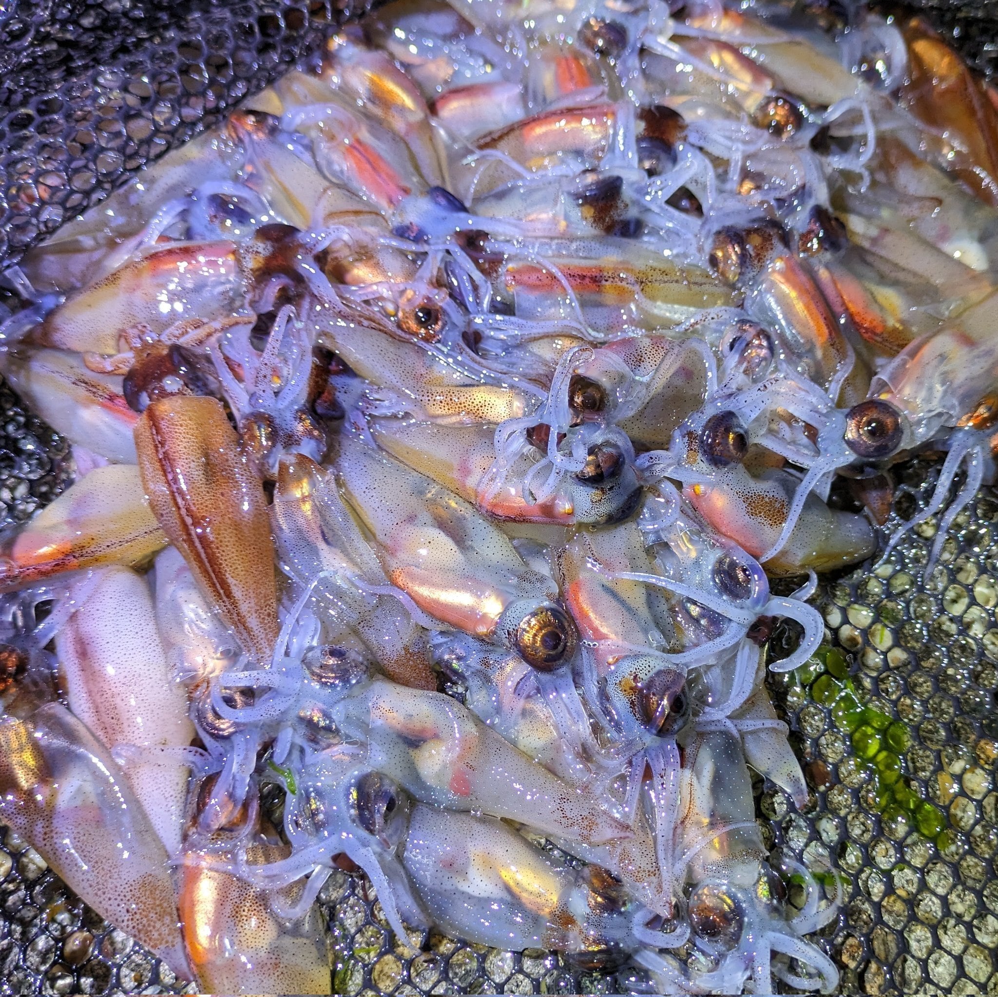 【富山湾】STARUOZU ホタルイカTシャツ【ROCK】