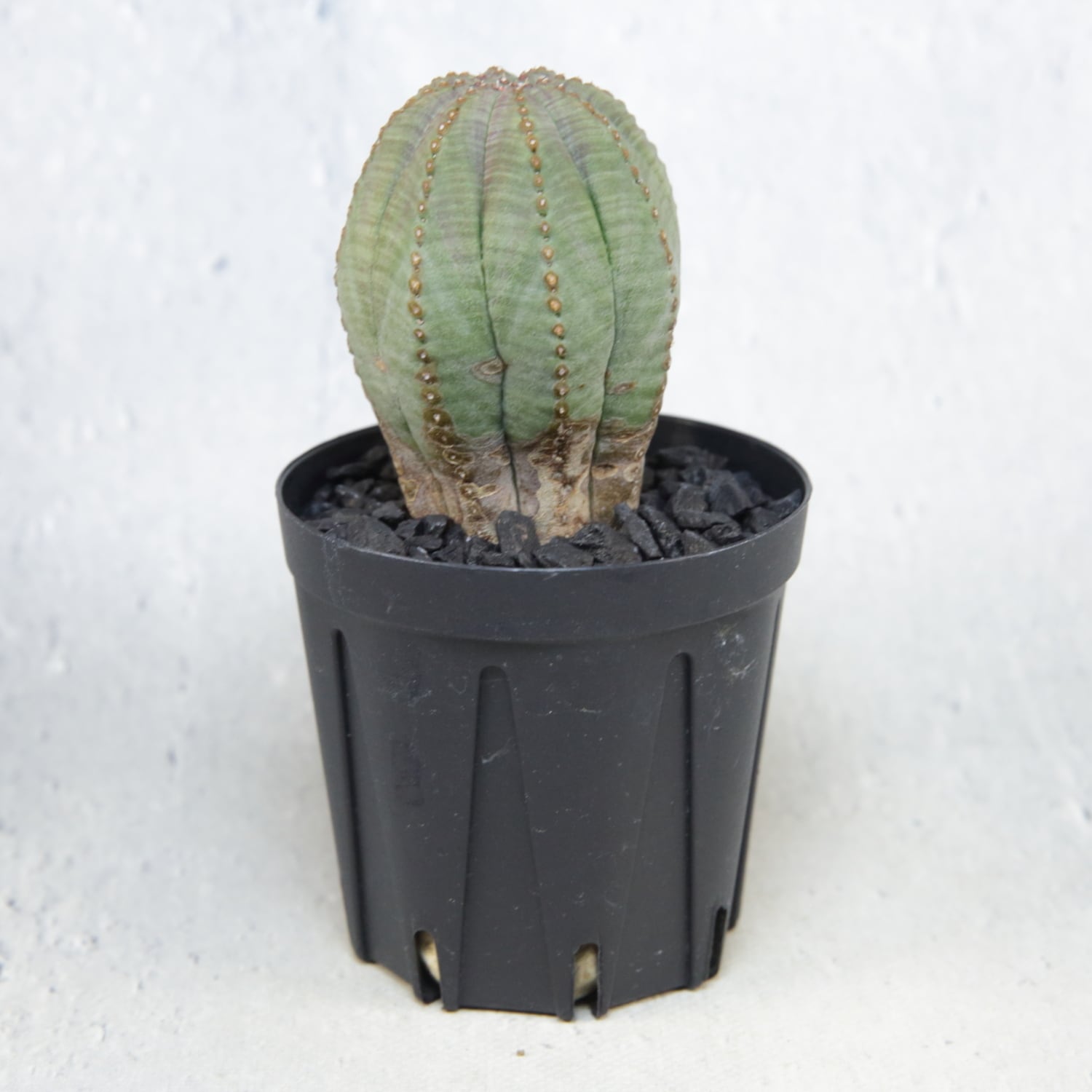 美模様 木質化 まん丸 オベサ / ユーフォルビア | LIGHTHOUSE.PLANTS