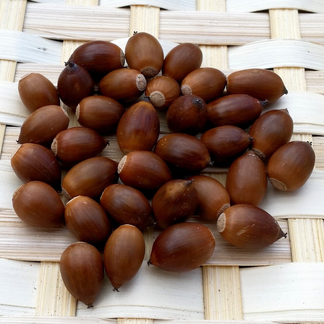 アラカシのどんぐり 30個＋2 | 木の実通販の shop.木の実