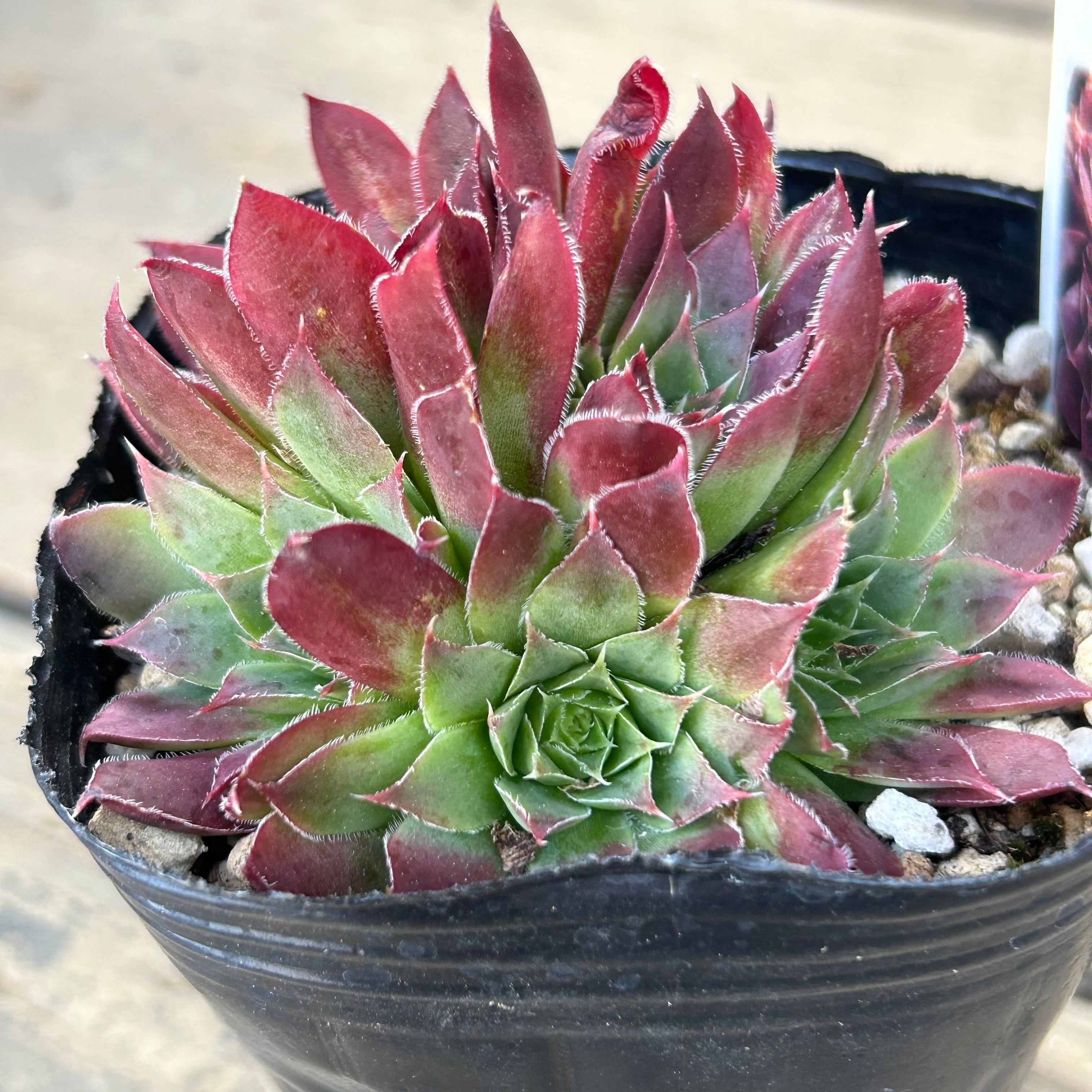 ジョビバルバ ヒューフェリー''ボーラ'' | RuPo 多肉植物専門店